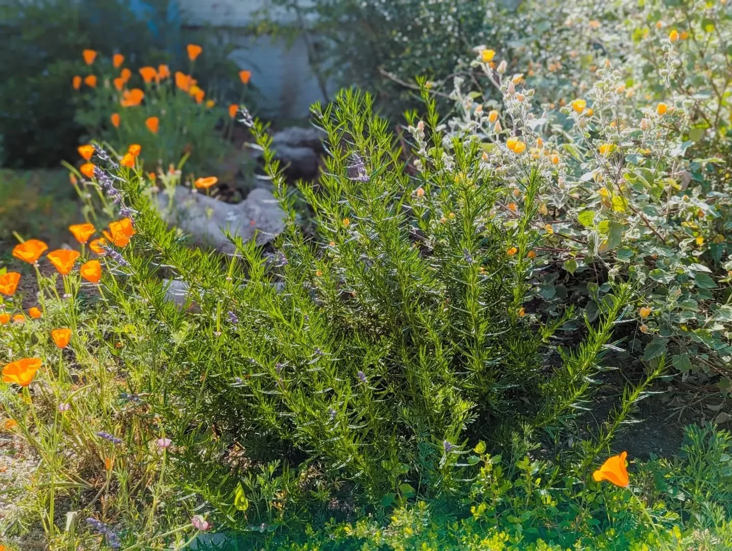 COMPOUND EYE Ethos 2: LANDSCAPE AS HABITAT

Every landscape, large or small, has the potential to support life and become a functioning part of the regional ecosystem. This is the backbone of my philosophy as a landscape architect: humans are never t