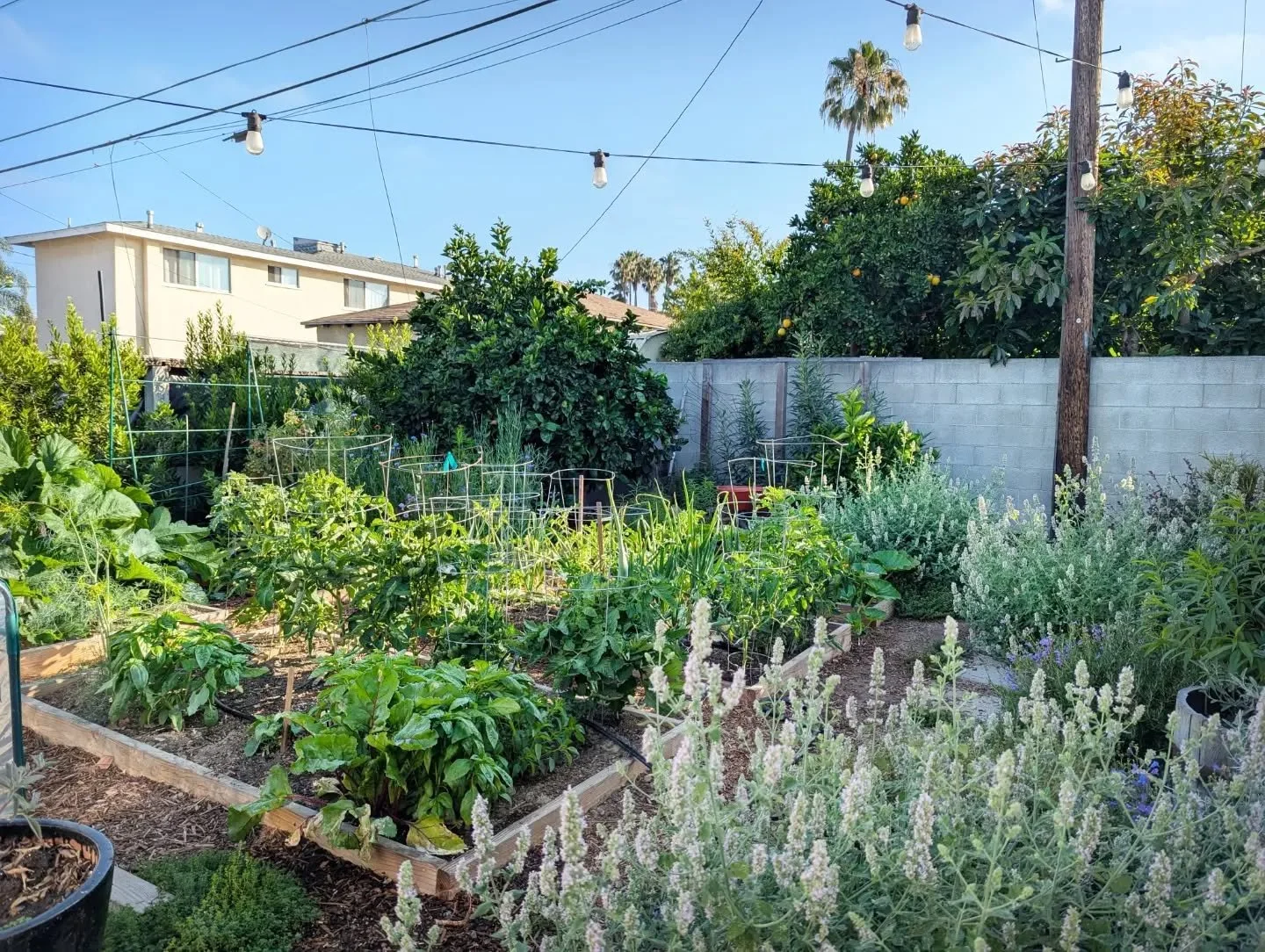 COMPOUND EYE Ethos 4: LANDSCAPE AS LIFESTYLE

my work supports all levels of participation in the landscape. From the avid gardener who would like a space to grow vegetables or manage their own seasonal blooms, to the busy client who prefers that the