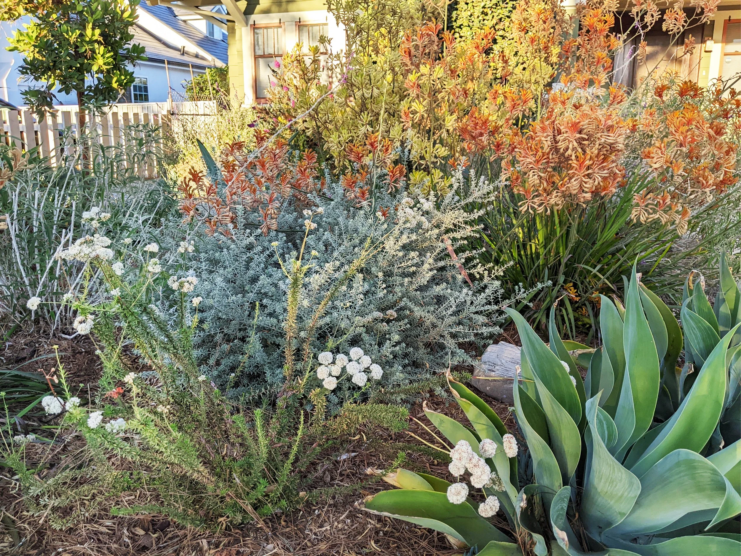 A garden with flowering shrubs and succulents, in front of a house