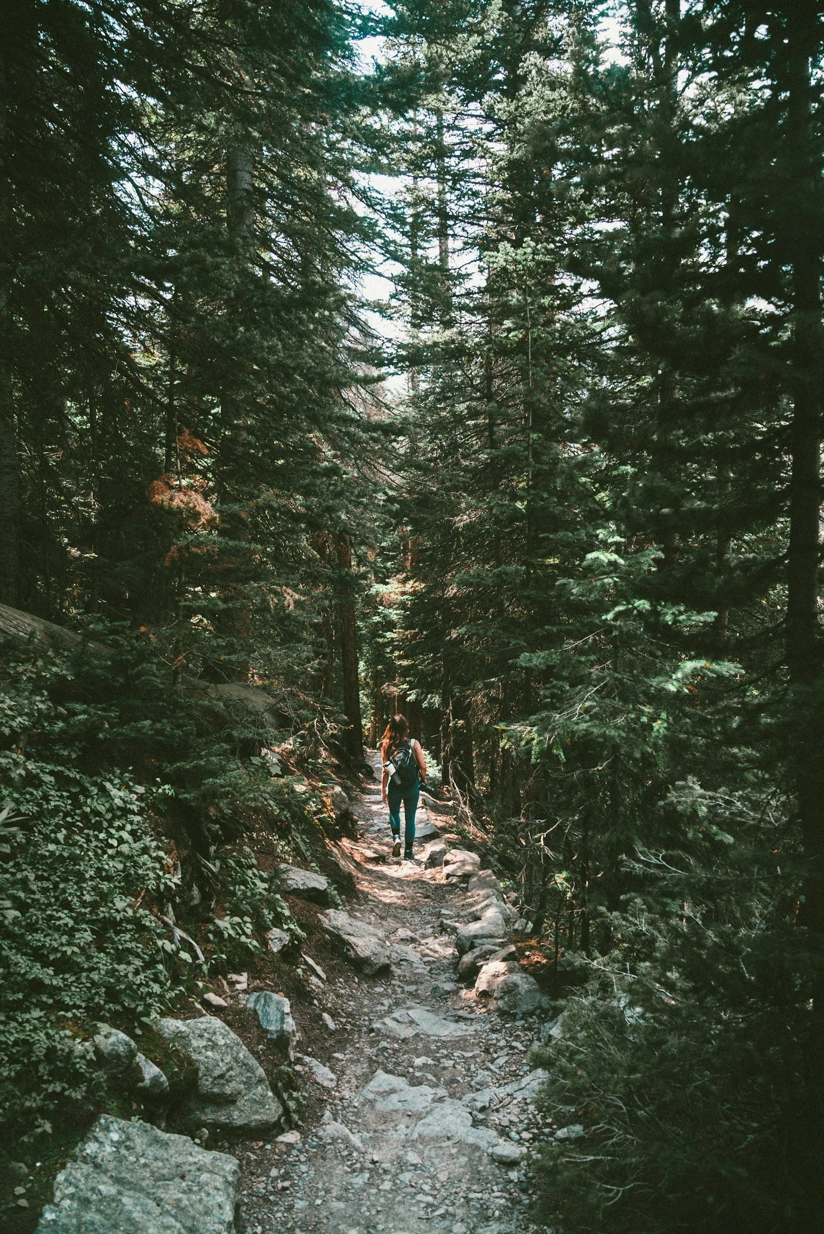 Hiker with backpack walking on a rocky forest trail surrounded by tall evergreen trees.