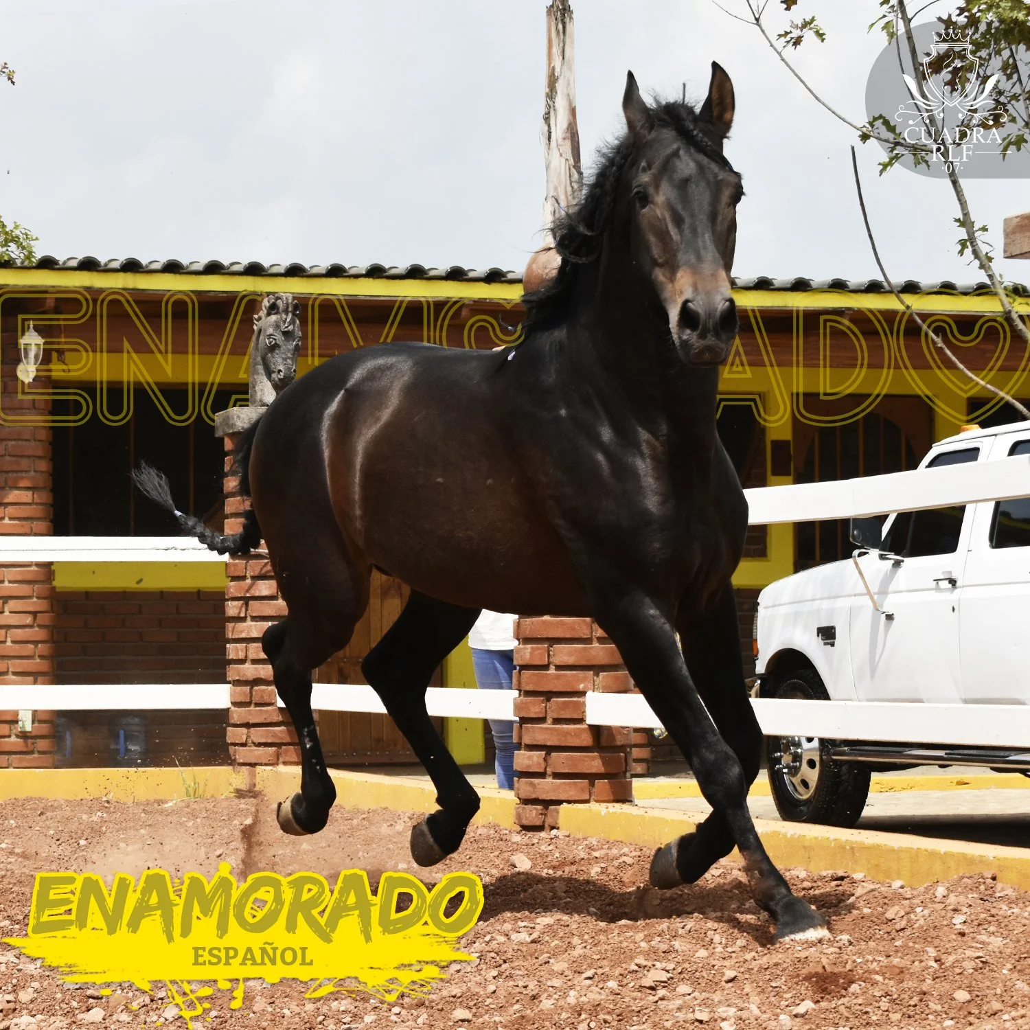 Cuadra RLF 07
