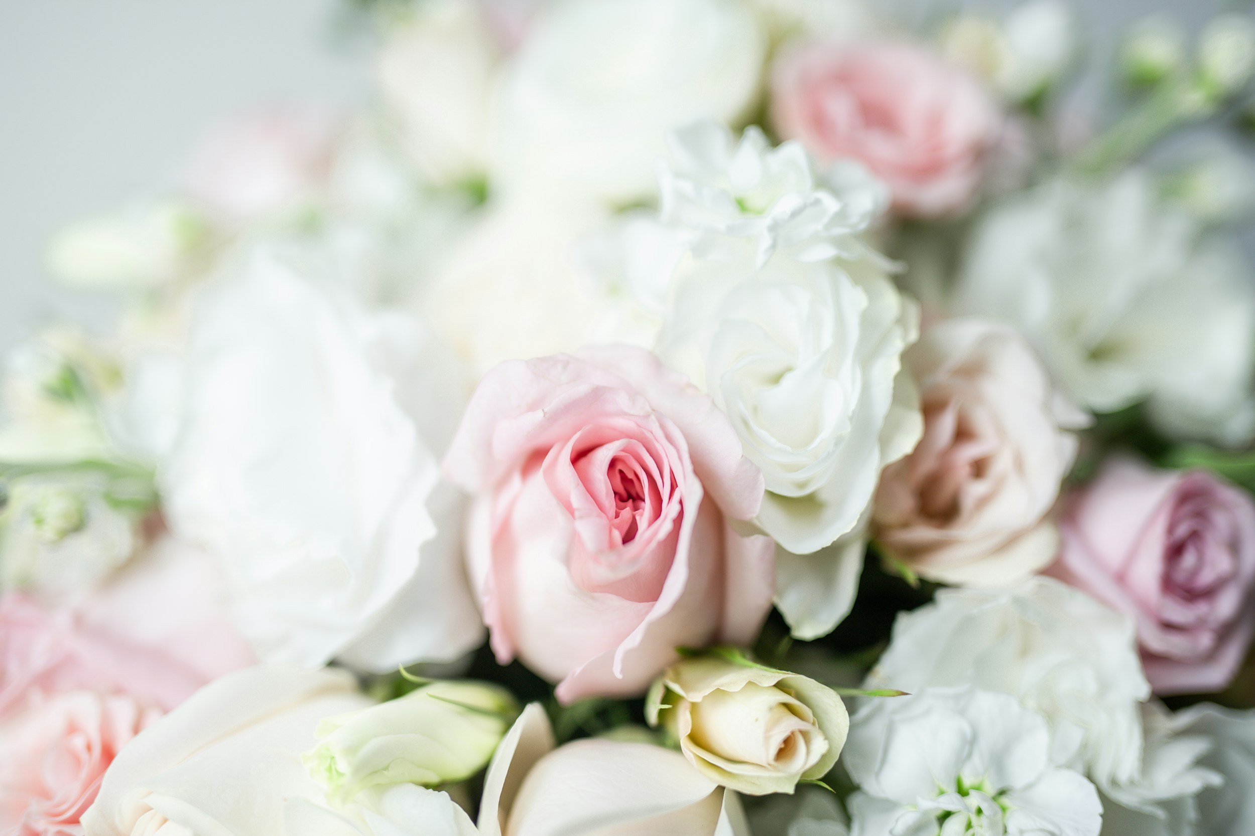 Close-up of a bouquet of white and pale pink roses with soft, pastel petals.