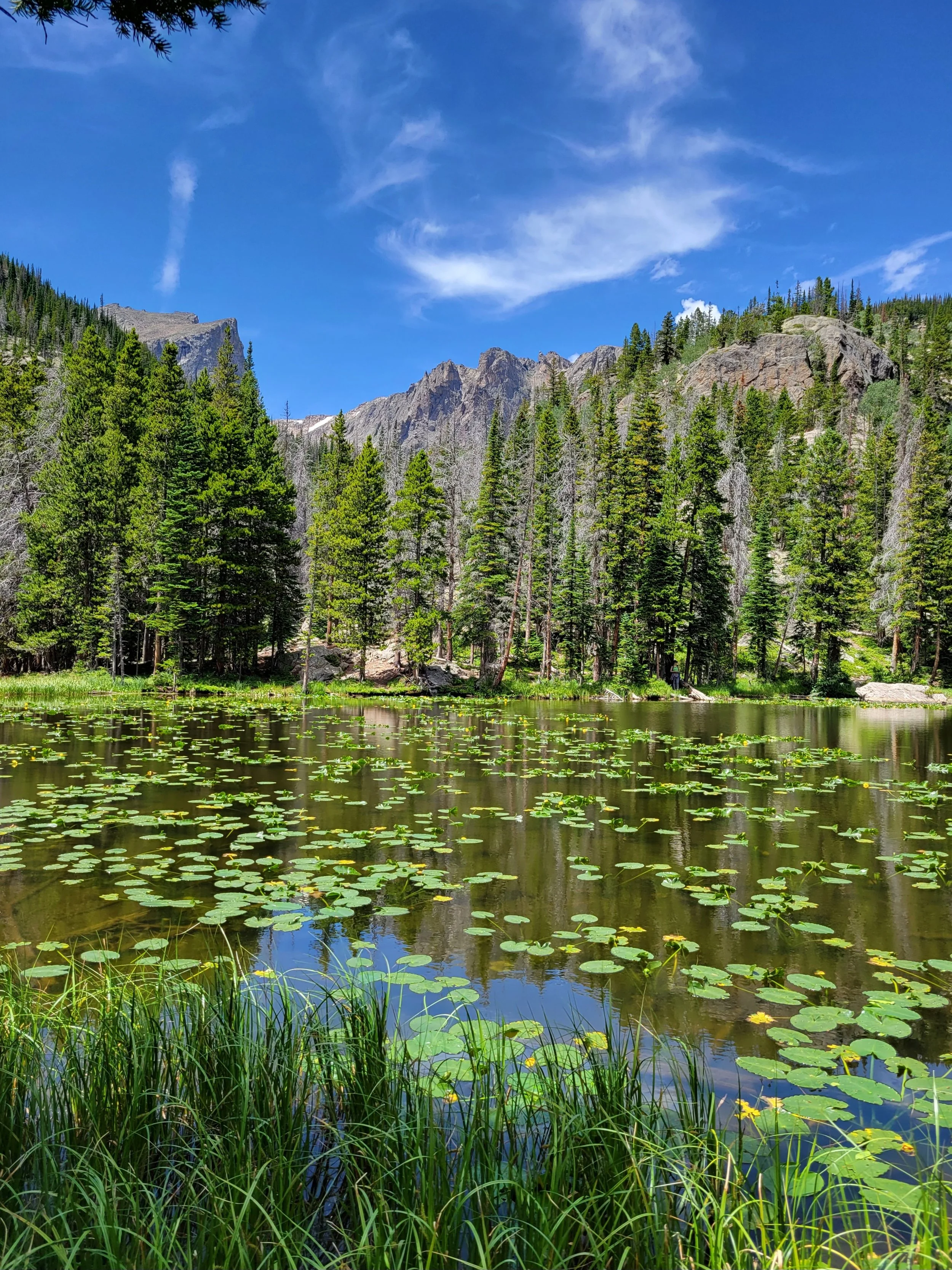 A serene mountain landscape with evergreen trees, a calm pond covered with lily pads, and rugged mountain peaks under a blue sky with wispy clouds.