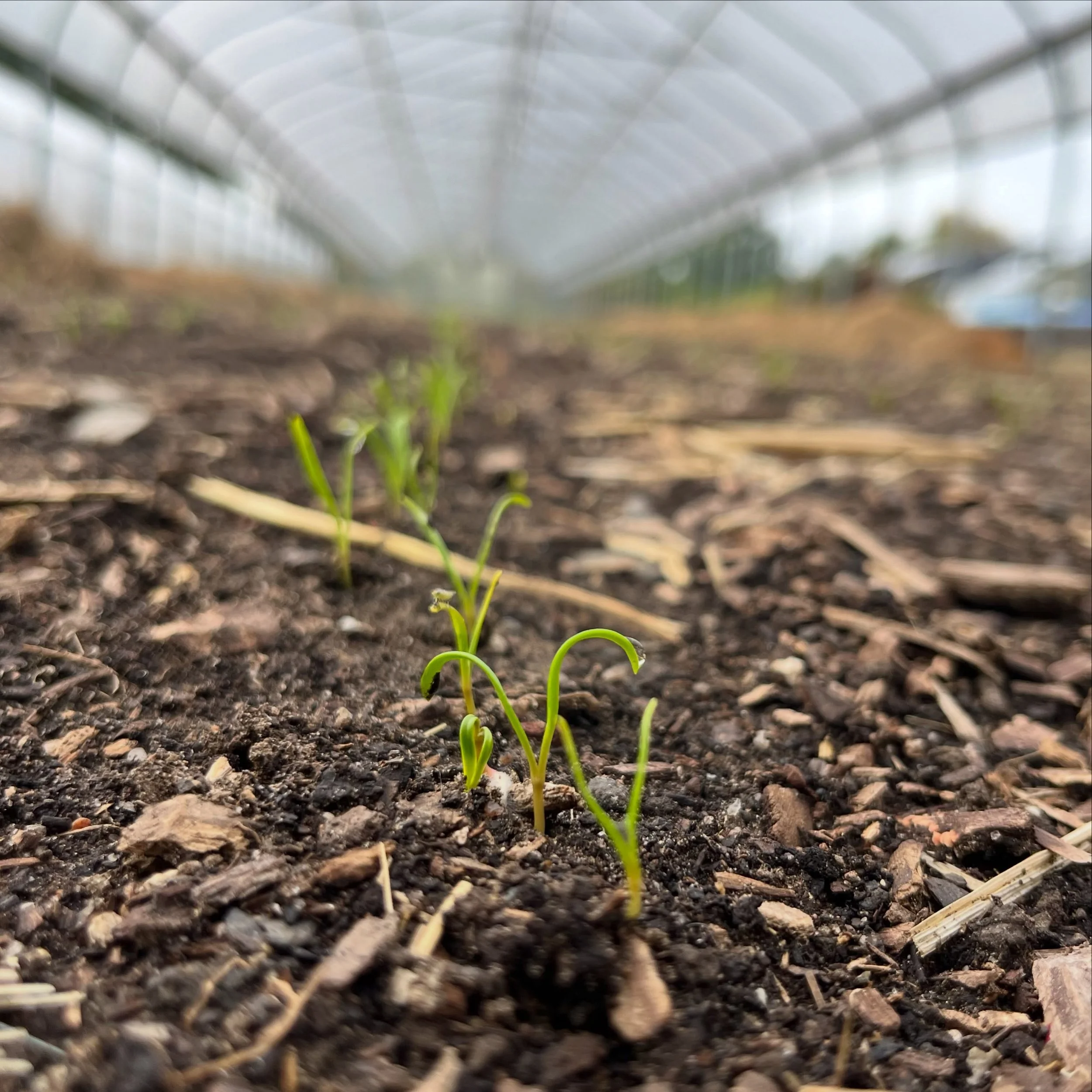 GUESS WHO&rsquo;S BACK? BACK AGAIN? Overwinter spinach is back - tell a friend! These lil babes just germinated, 4 beds in the field and 3 beds in the high tunnels. We are hoping to do some late fall harvesting to send to the Co-ops and perhaps some 