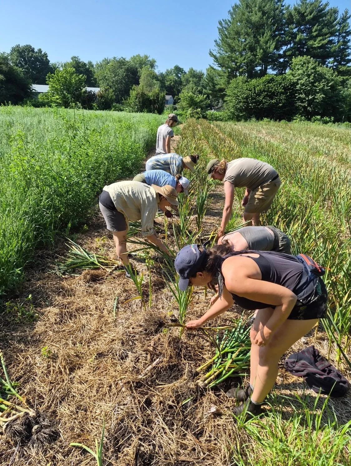 Belated garlic harvest post! Another beautiful day with folks big and small from all parts of our Astarte community - past crew members, CSA members, friends, babies&hellip;and this year we have some new fairy lights in the barn so the garlic is hang