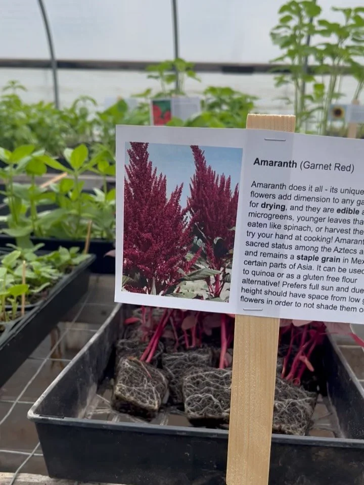 TOMORROW 10-2 come grab some organic seedlings at the farm! We&rsquo;re ready for ya! I had too much fun making these signs so please come see them. 

Build your own 4-packs or 6-packs full of veggies, herbs and flowers or grab some larger potted up 