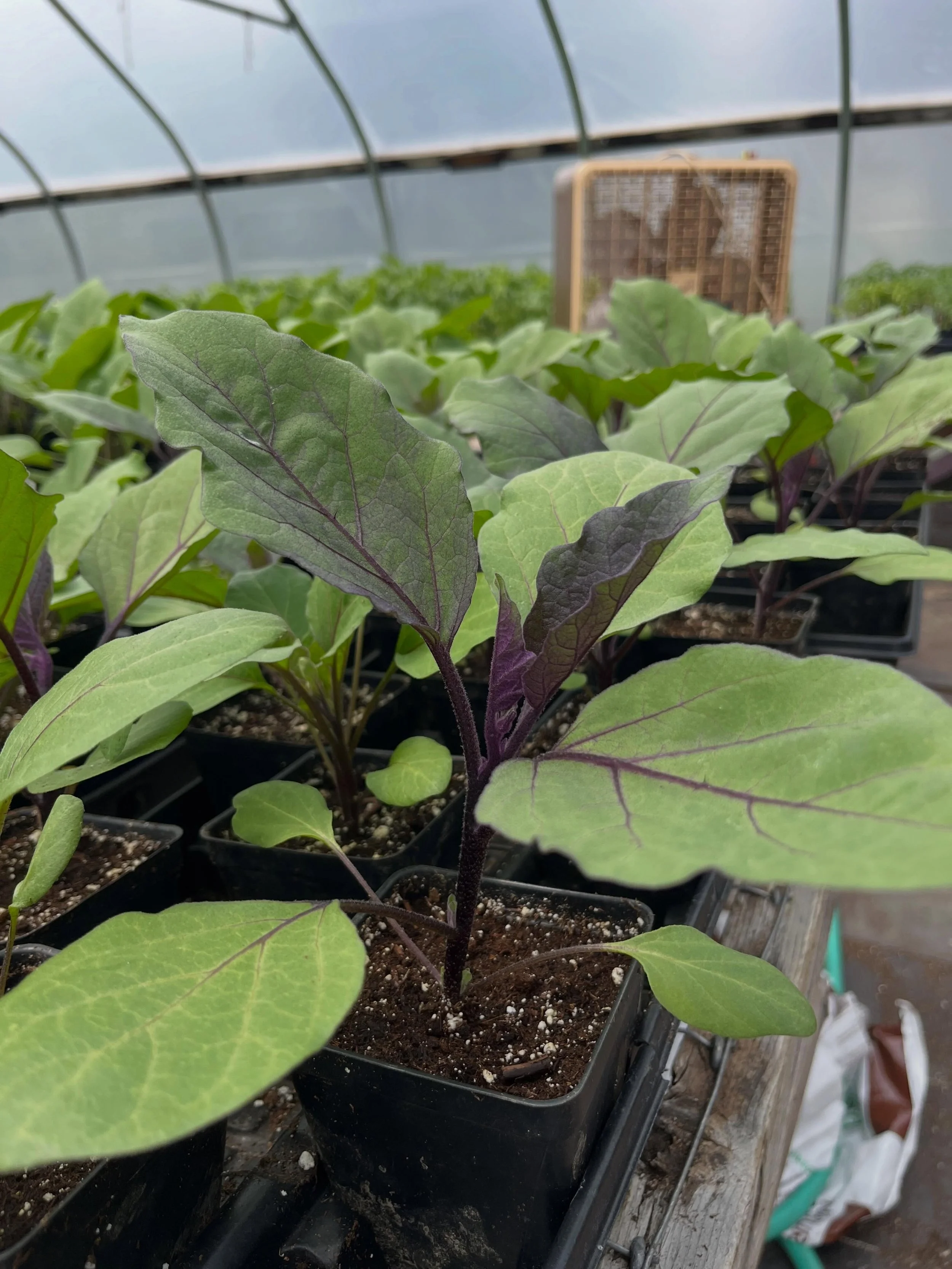 SEEDLING SALE this Saturday from 10-2 at the farm! We&rsquo;ve never done a seedling sale before so it&rsquo;s an experiment, we hope you&rsquo;ll stop by and check it out :) 123 West Street in Hadley, right off the common down from Esselon!

We will