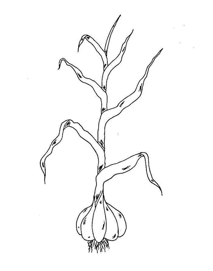 garlic