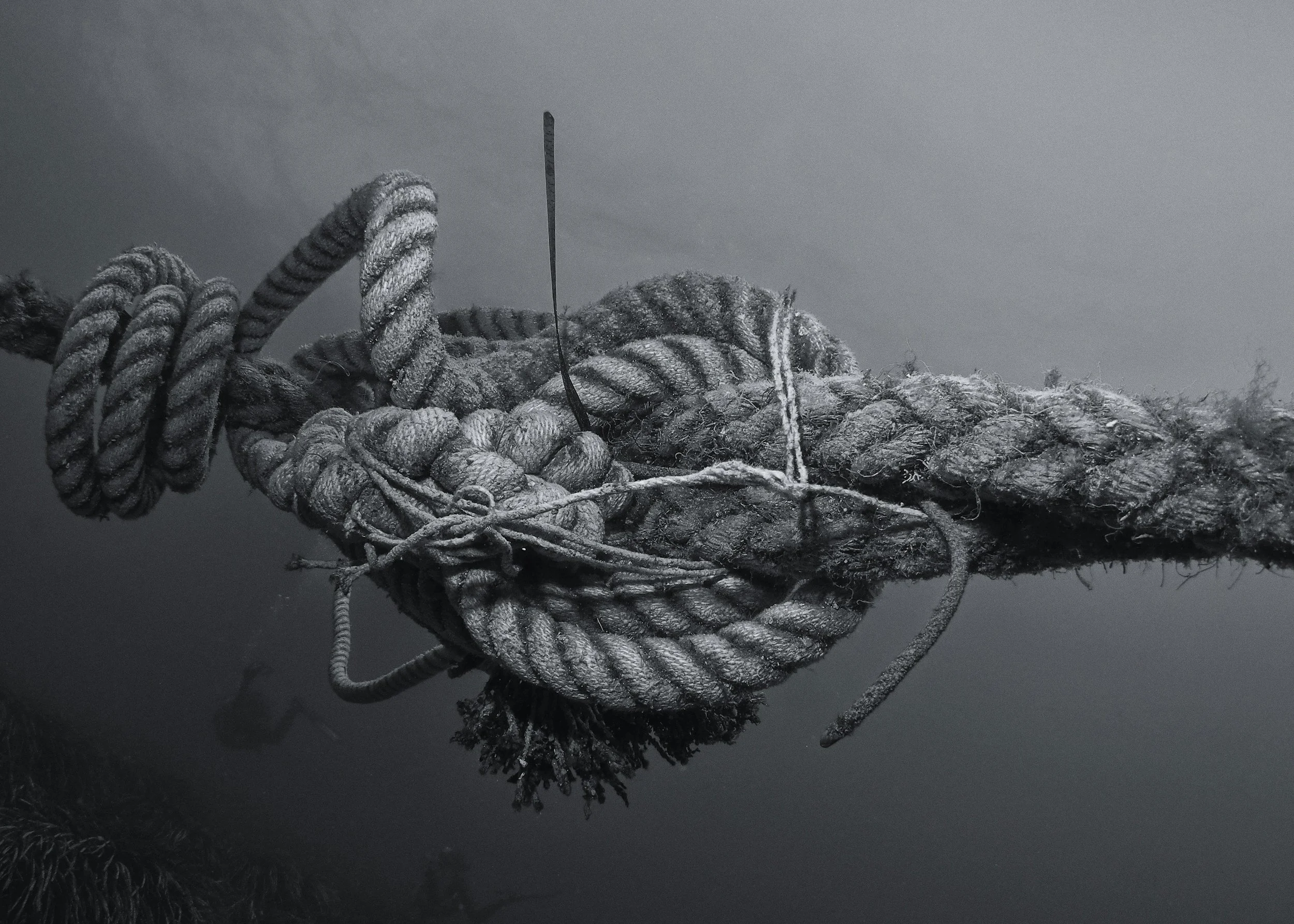 Close-up of a frost-covered, tangled bundle of thick ropes with an ice pick sticking into them, against a gray background.