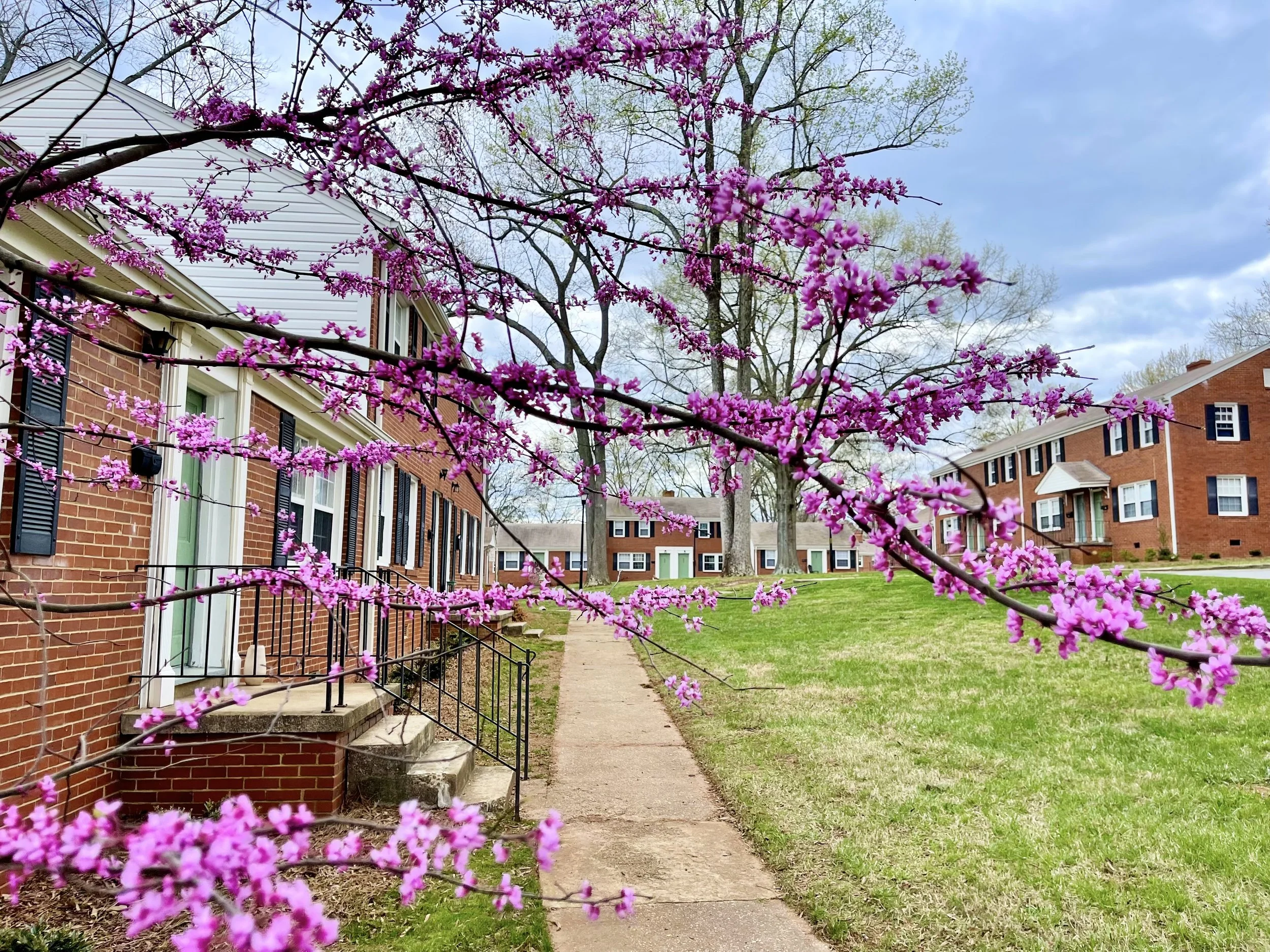 A sidewalk in a residential neighborhood with red brick townhouses and green lawns. There are blooming pink and purple flowers on tree branches in the foreground.