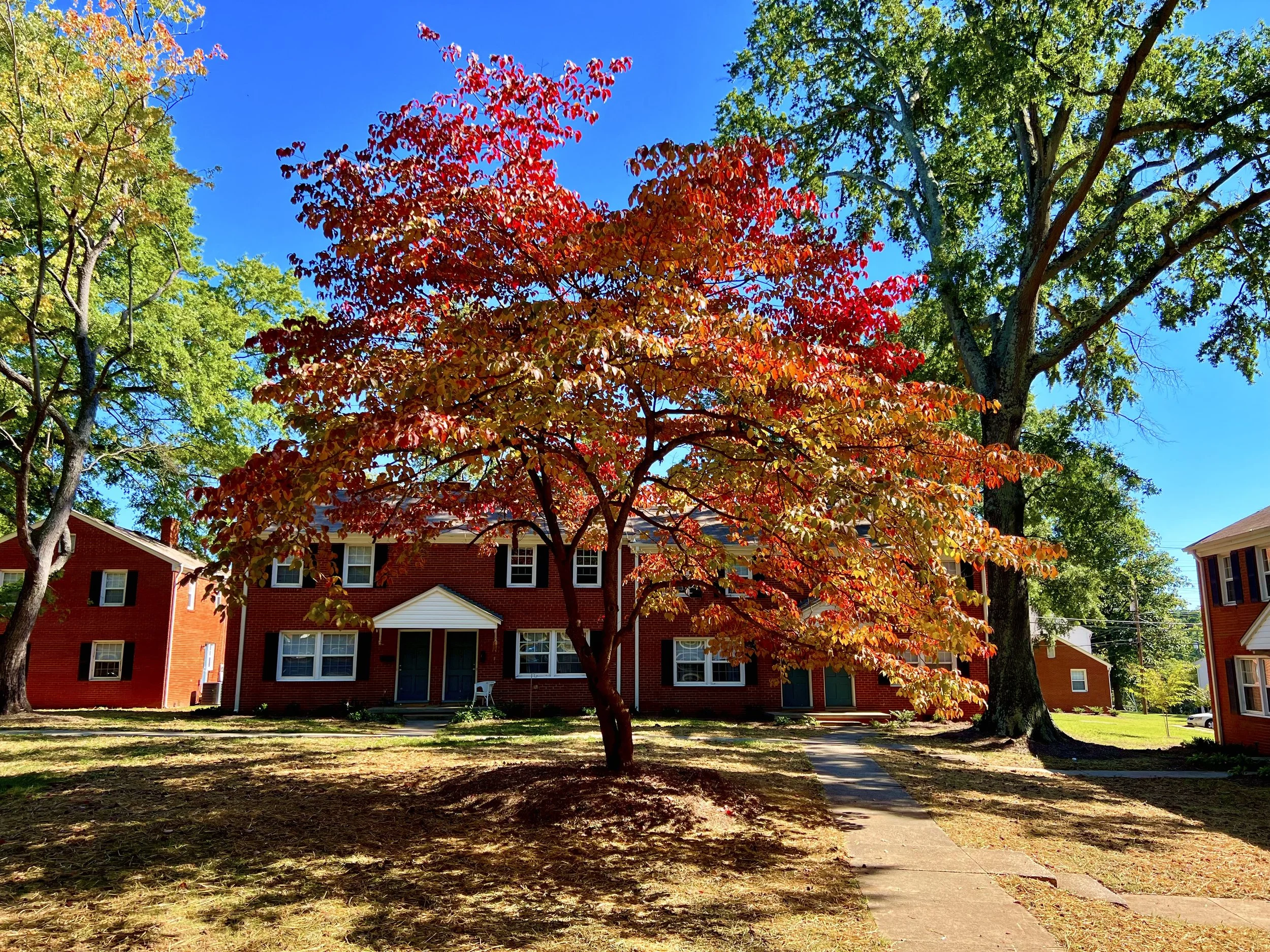 Autumn foliage and brick apartment buildings at Latham Park Manor.