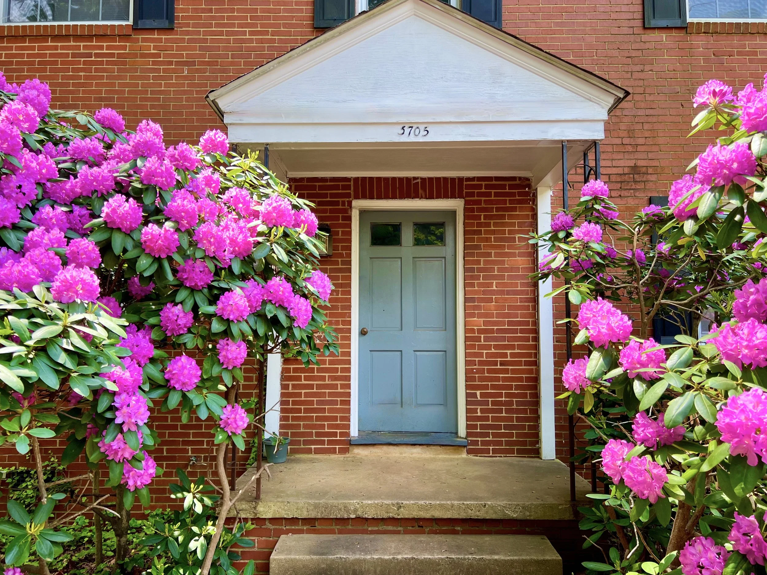 Front door of a brick house with purple rhododendron bushes on either side, a small concrete step leading up to the door, and a decorative white porch. The house number 5705 is displayed above the porch.