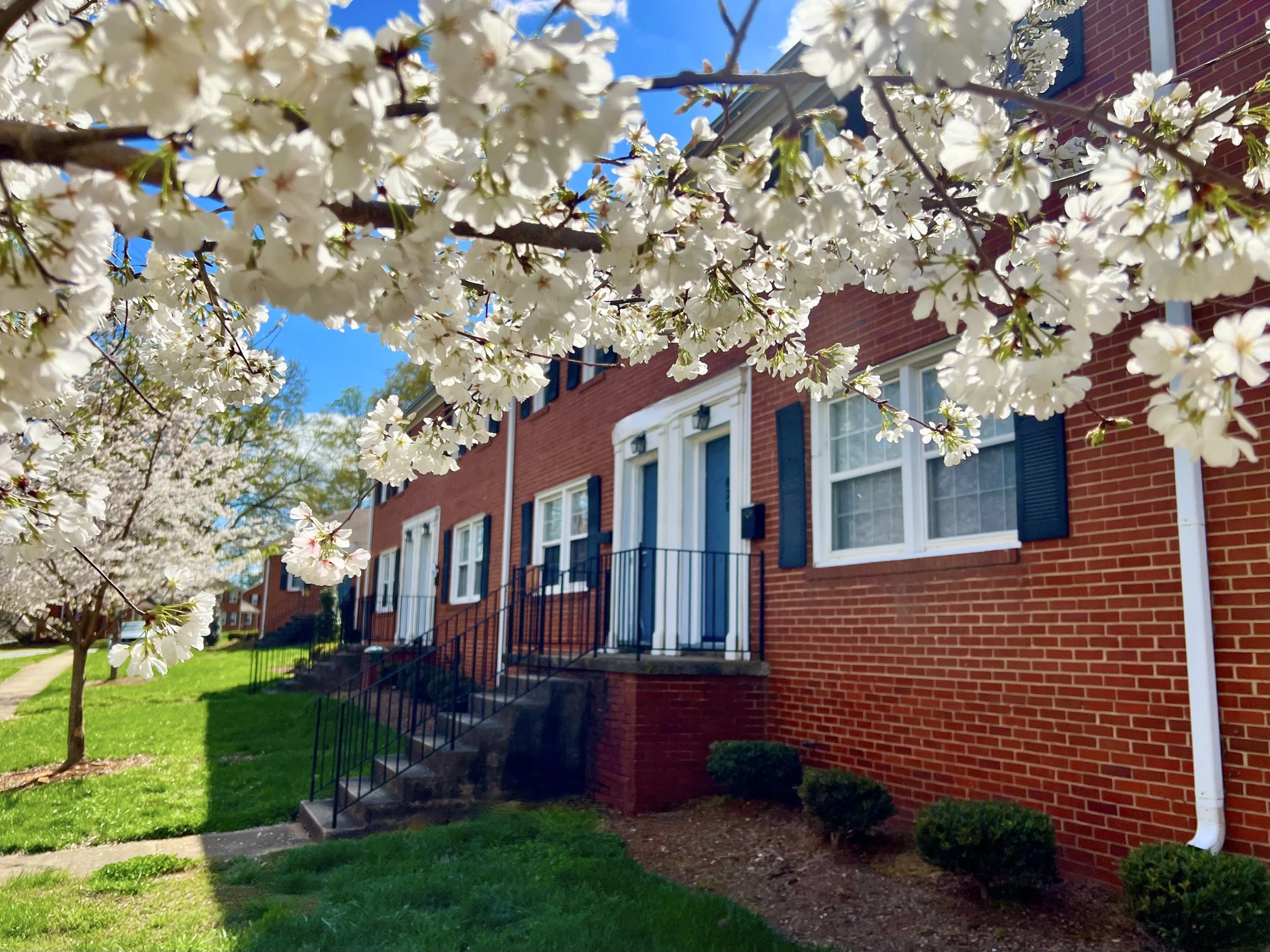 White spring blossoms framing the brick apartments at Latham Park Manor.