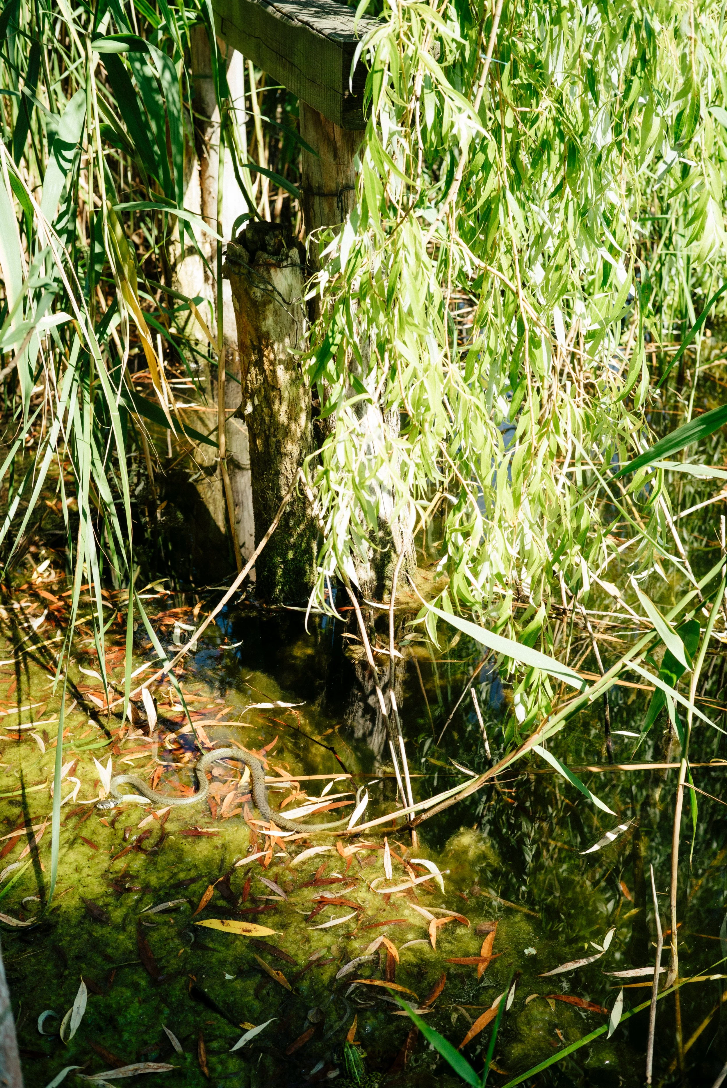 L1001303.jpg