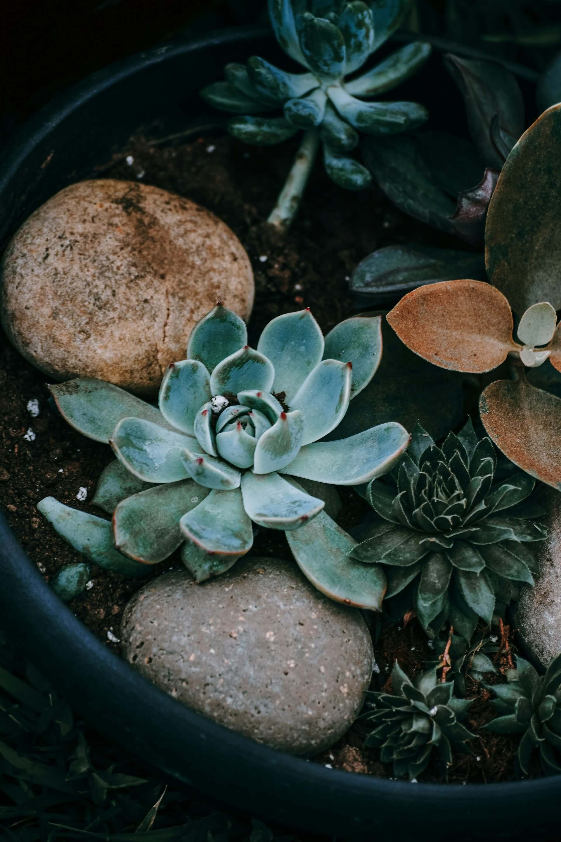 Succulent-Rocks-Stock-Imagery.jpg