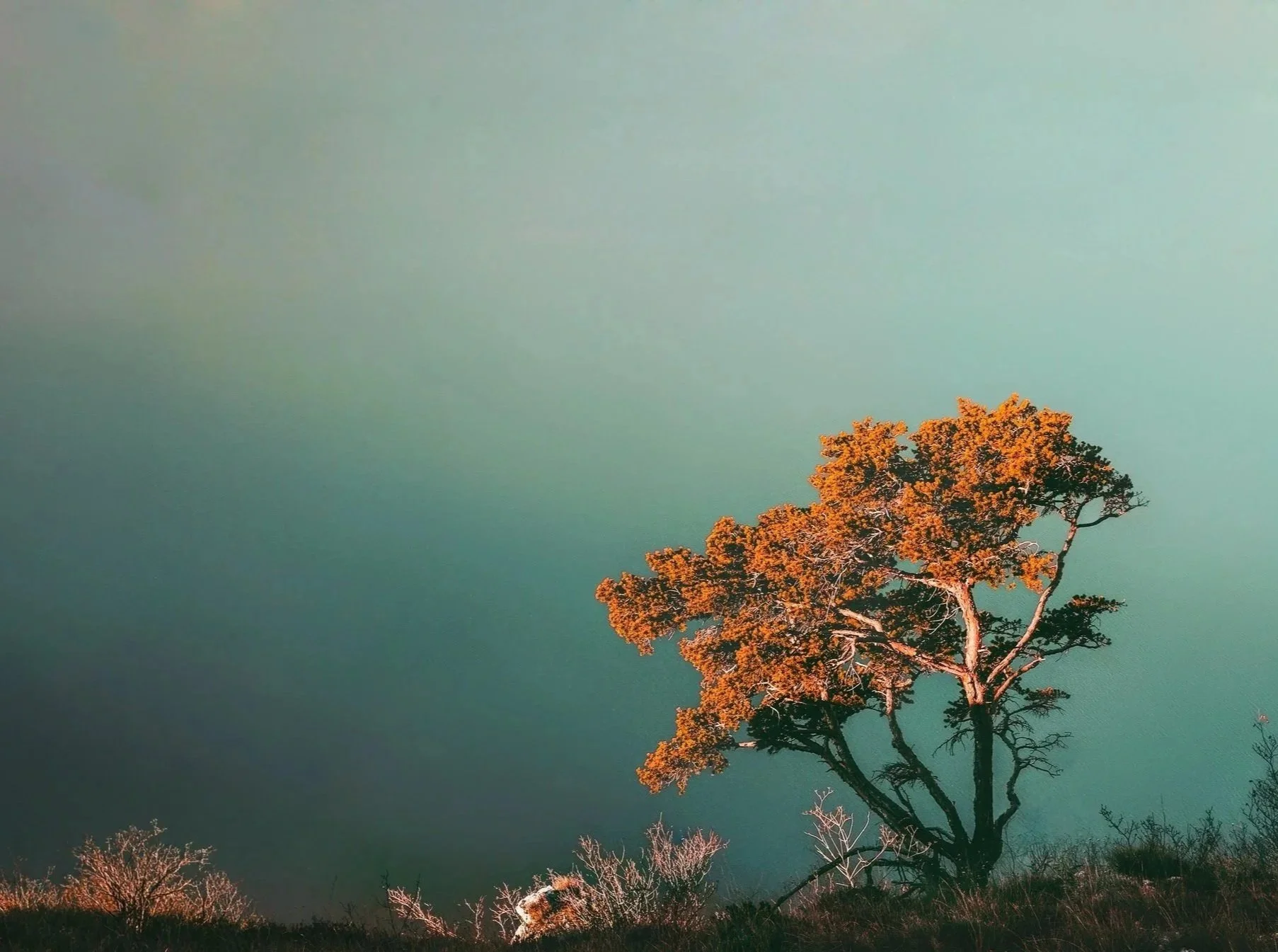 calming image of a tree with orange leaves against a teal gradient sky