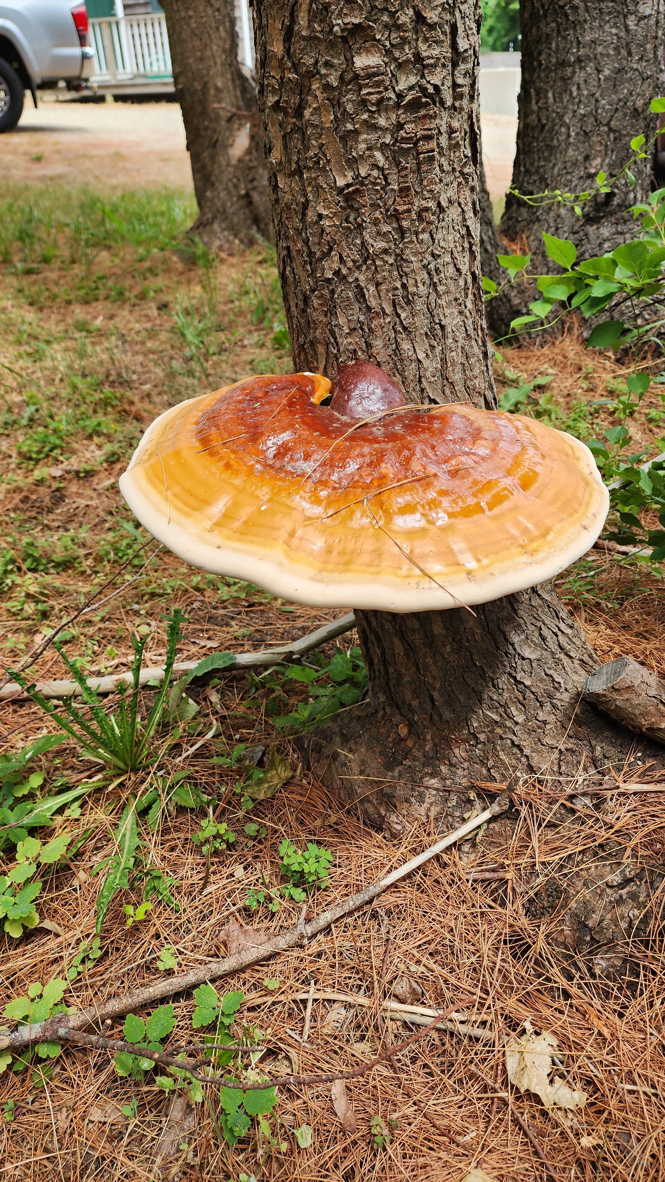 fungi.jpg