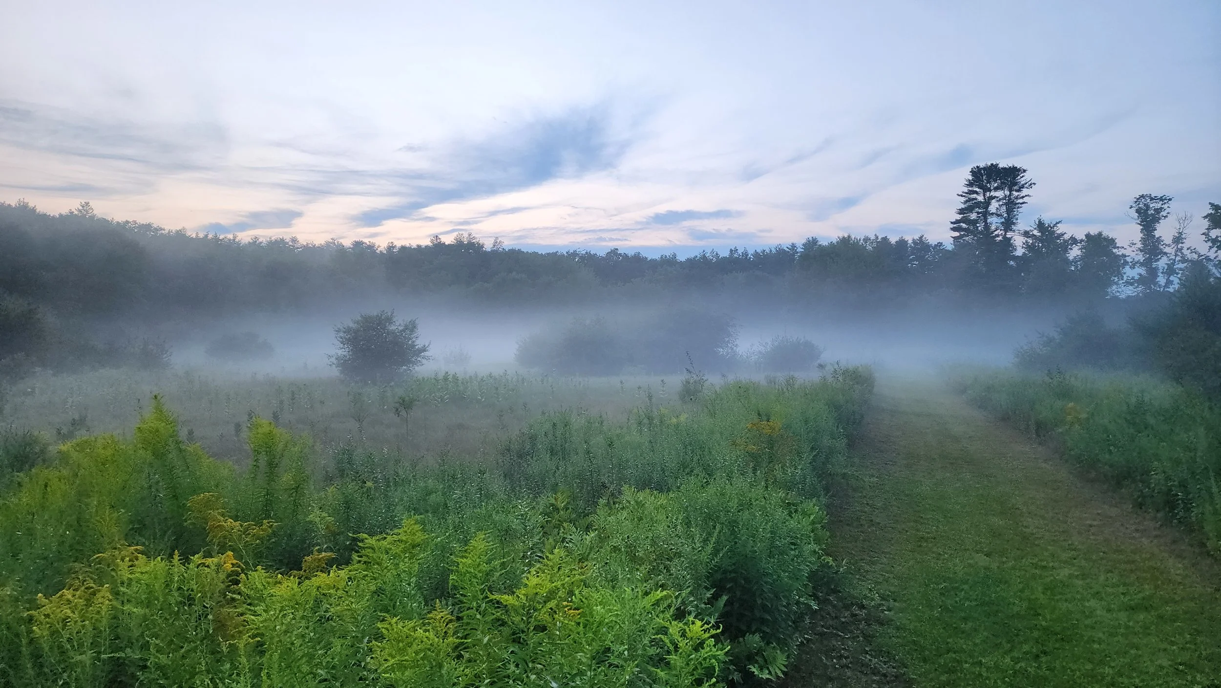 natural scapes 4.jpg