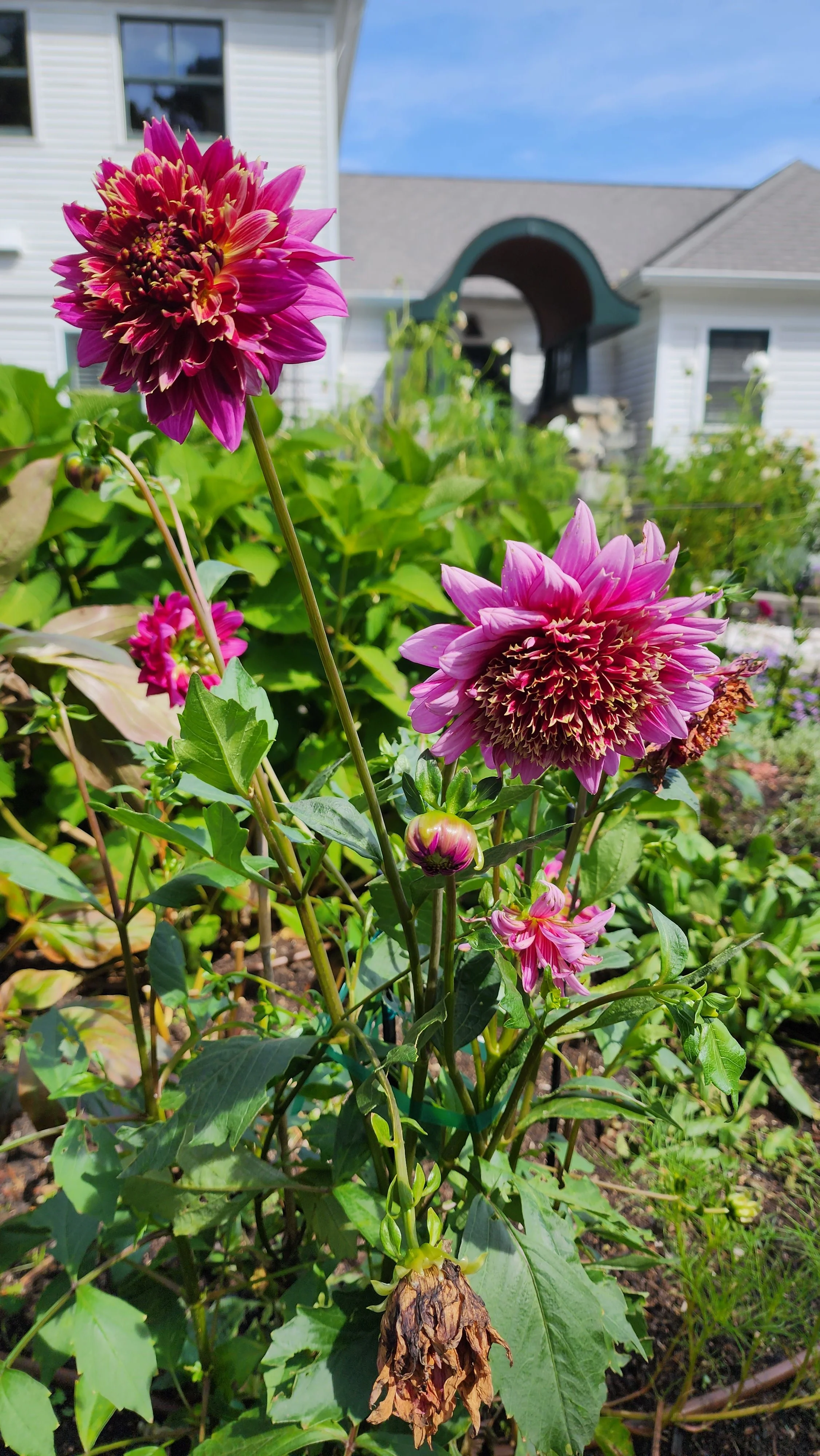 flowers 20.jpg