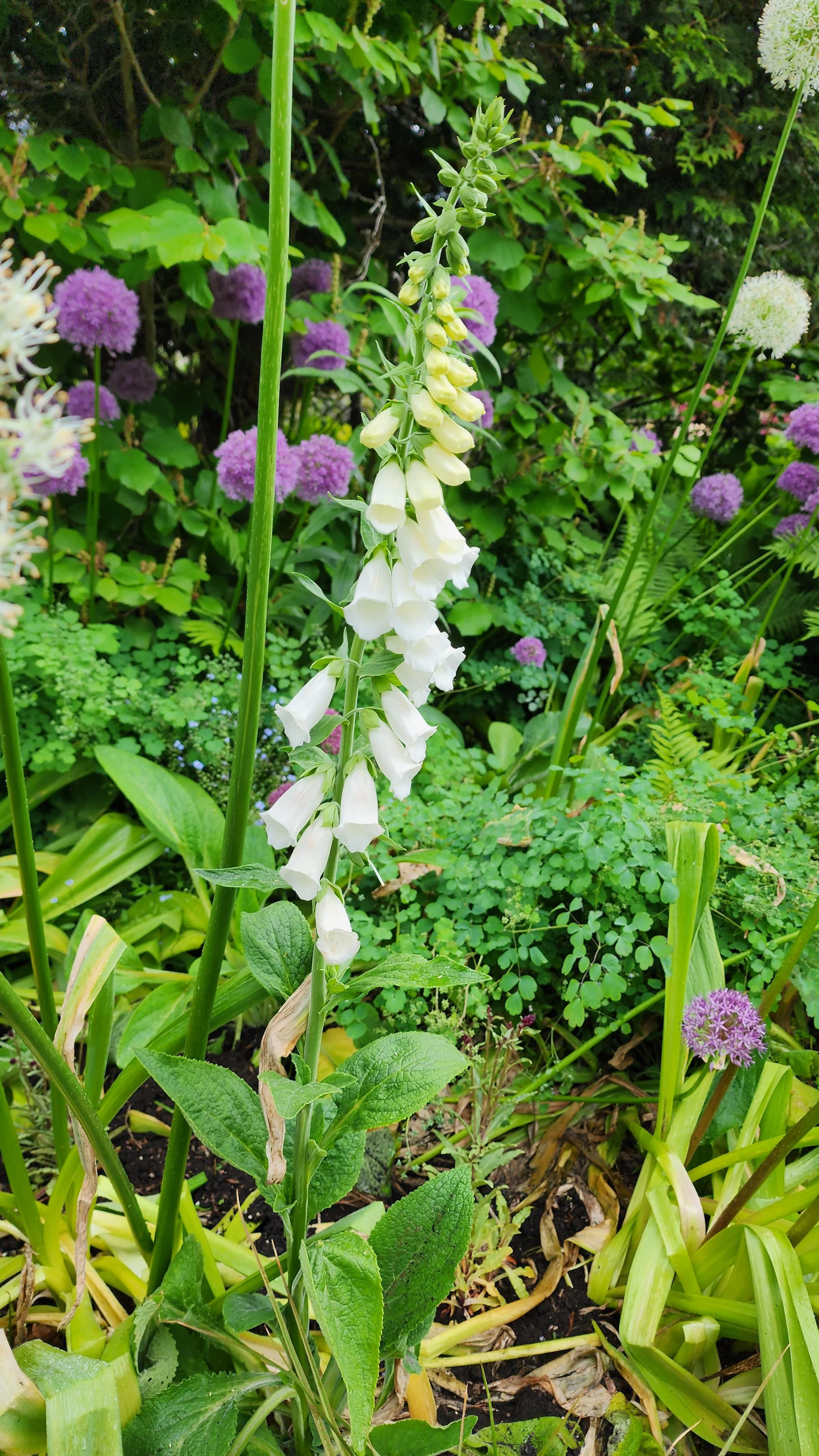flowers 6.jpg