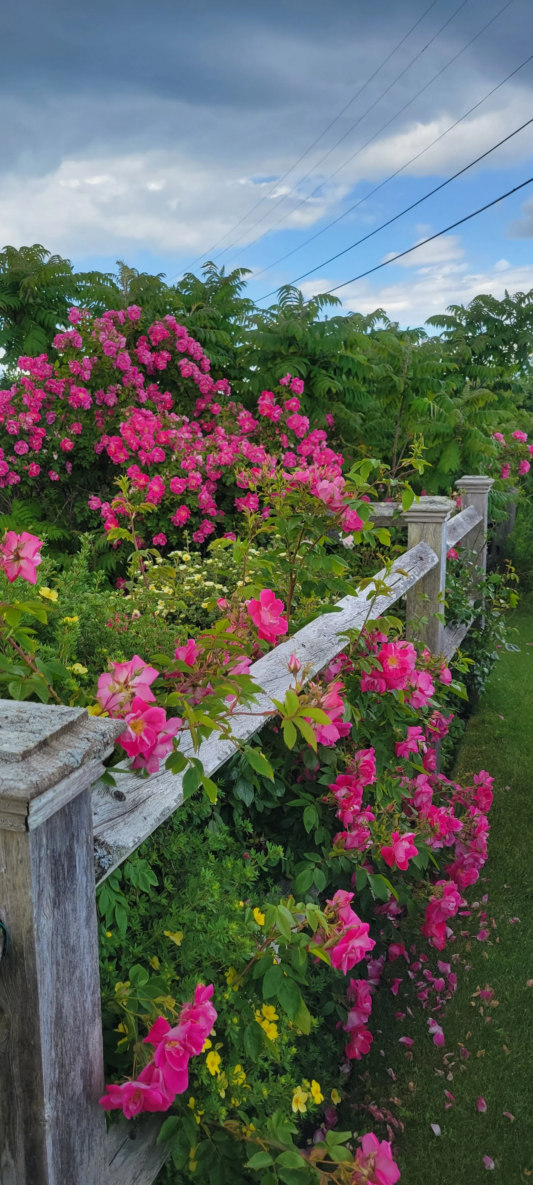 garden 51.jpg