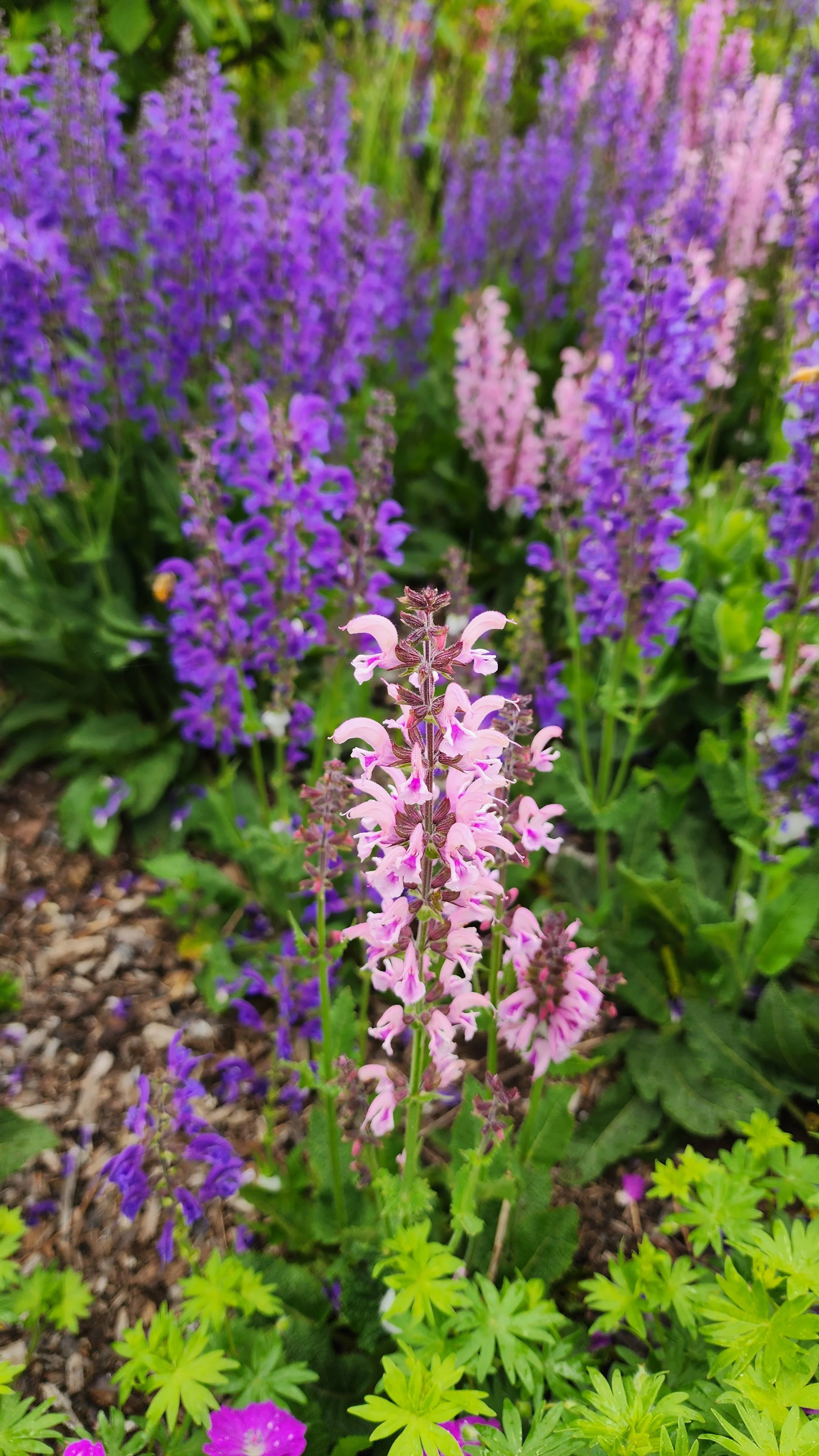 flowers 9.jpg