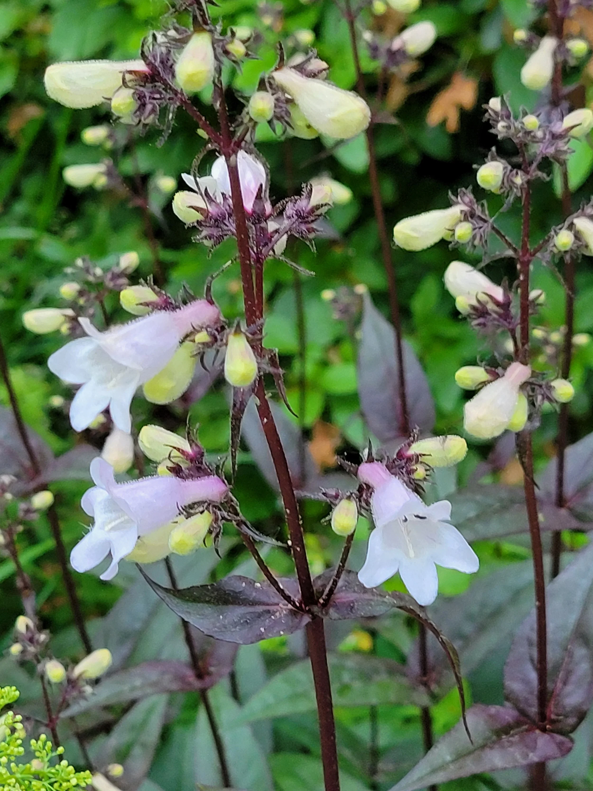 flowers 29.jpg