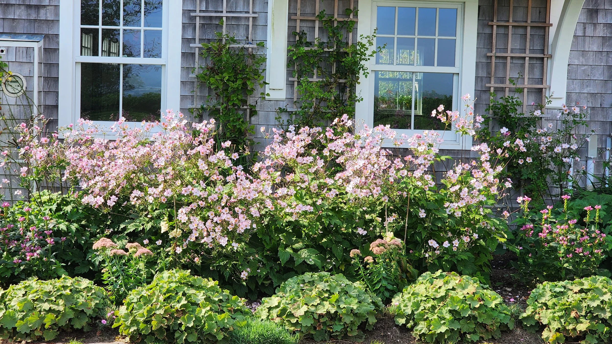 garden 16.jpg