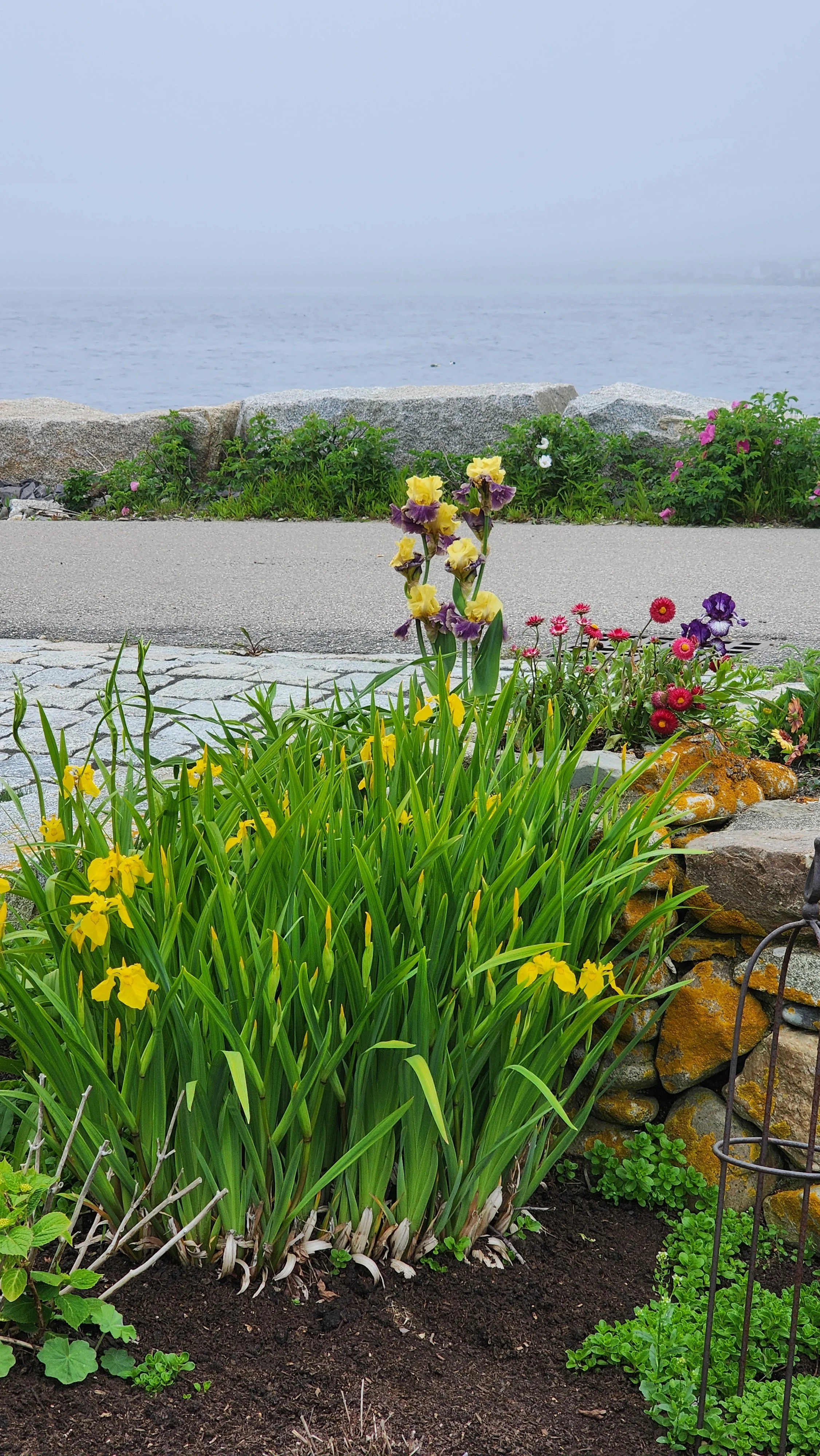 garden 12.jpg