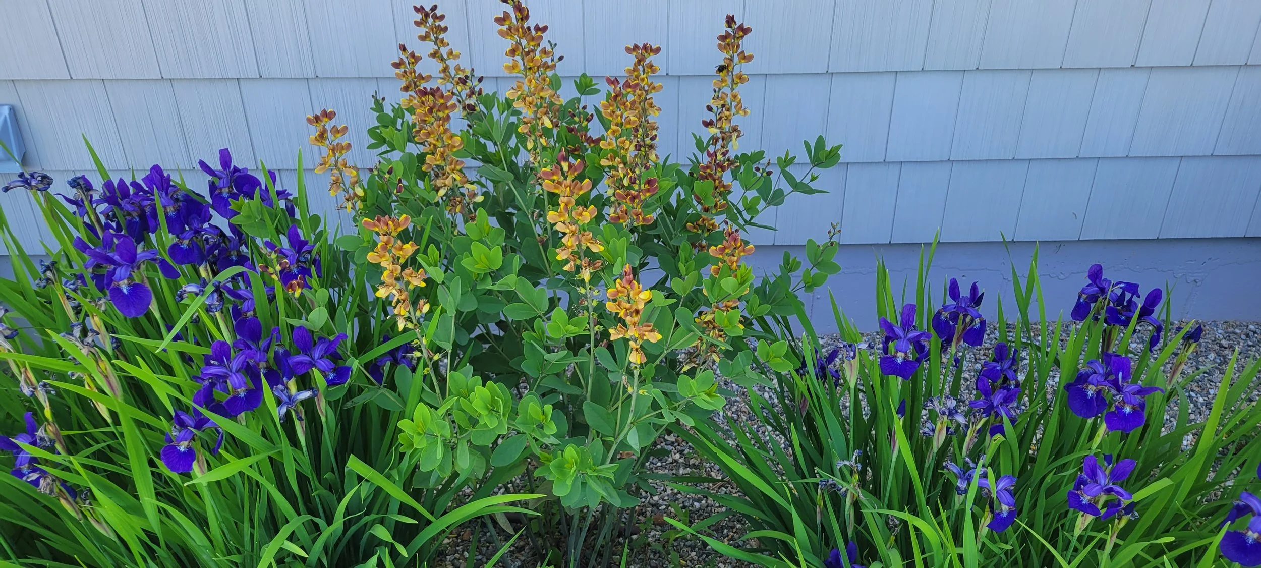 flowers 26.jpg