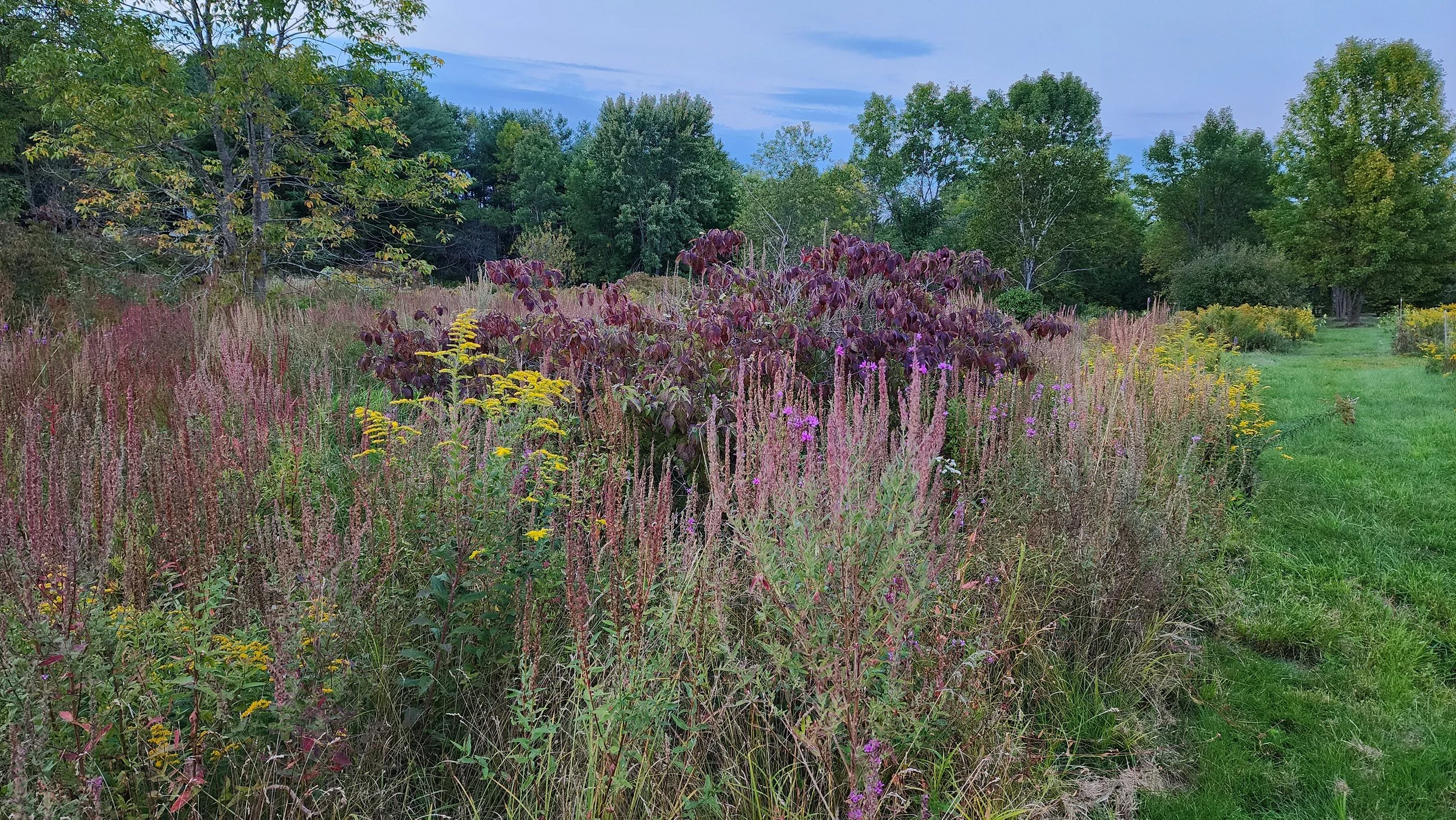 natural scapes.jpg