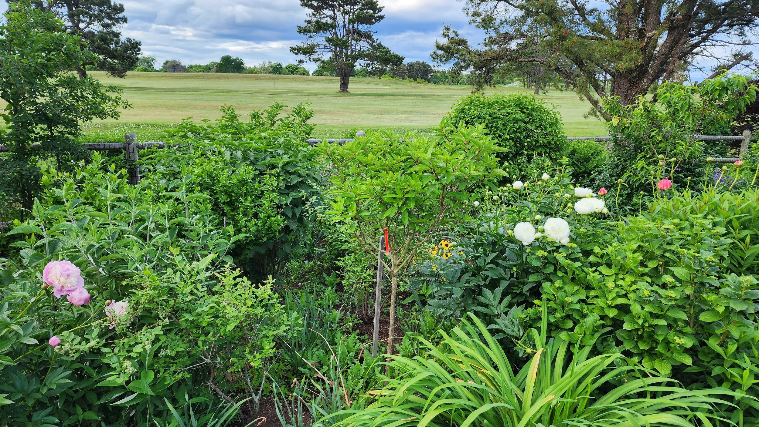 garden 11.jpg
