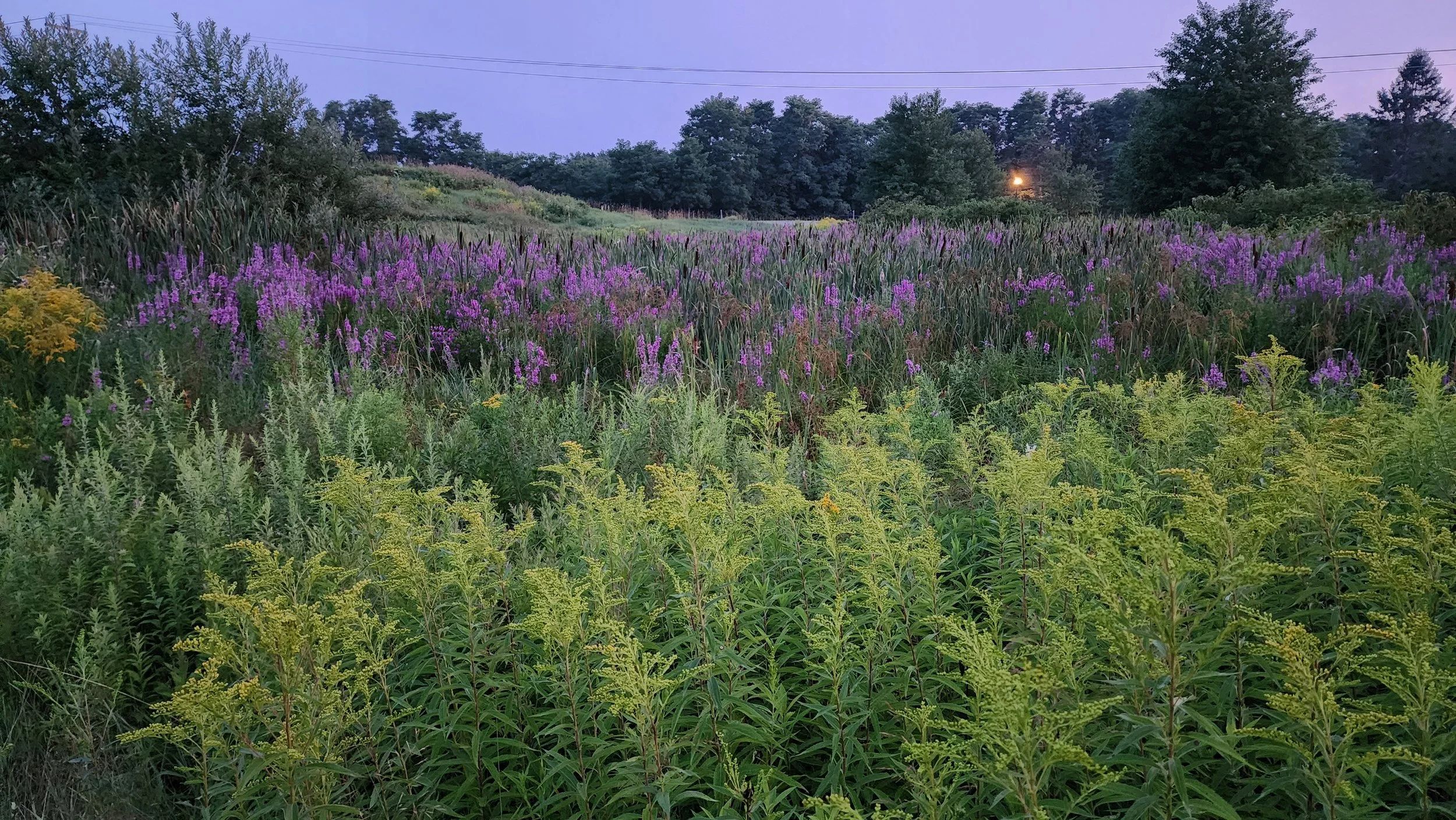 natural scapes 2.jpg