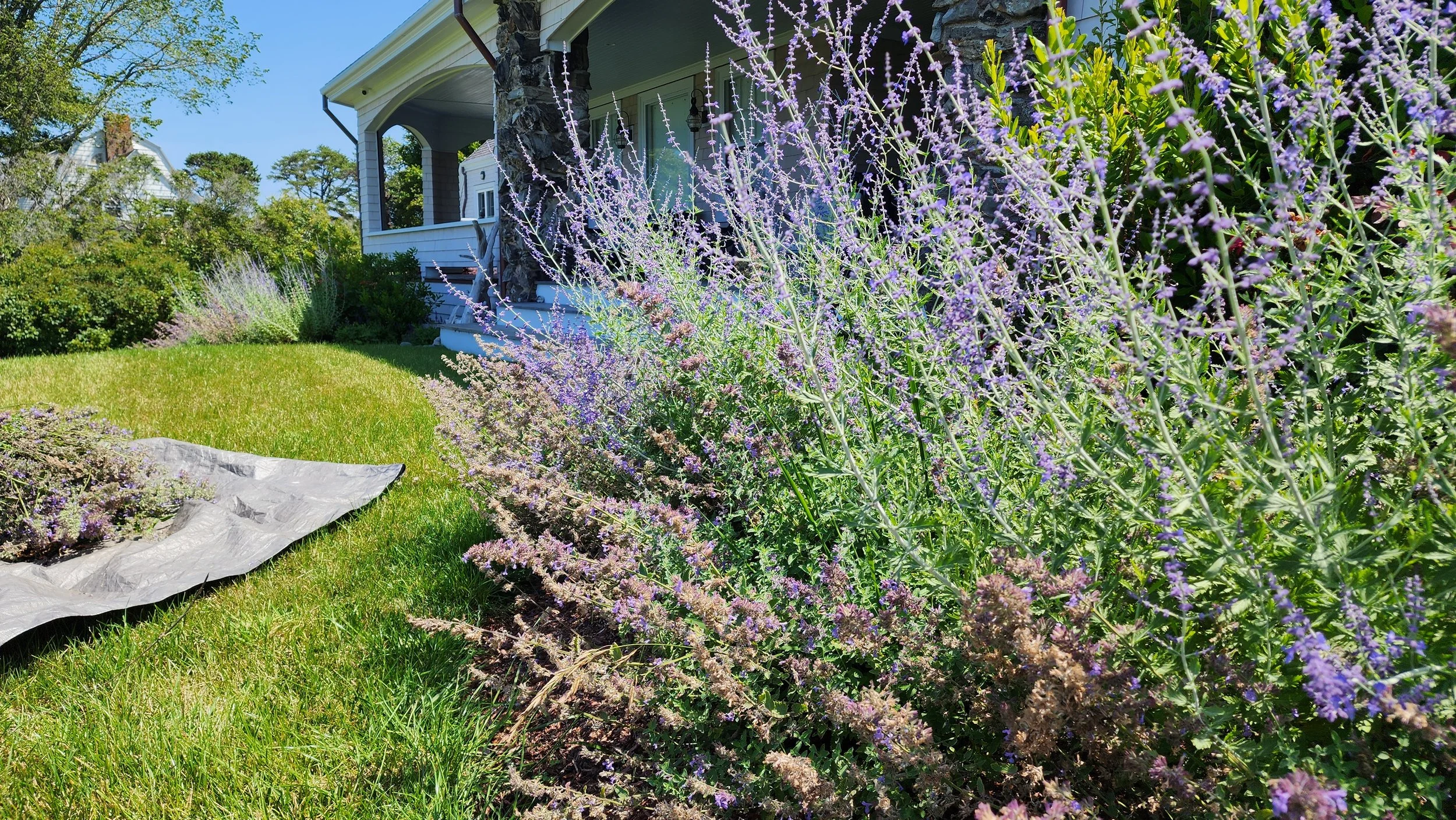 dead heading garden.jpg