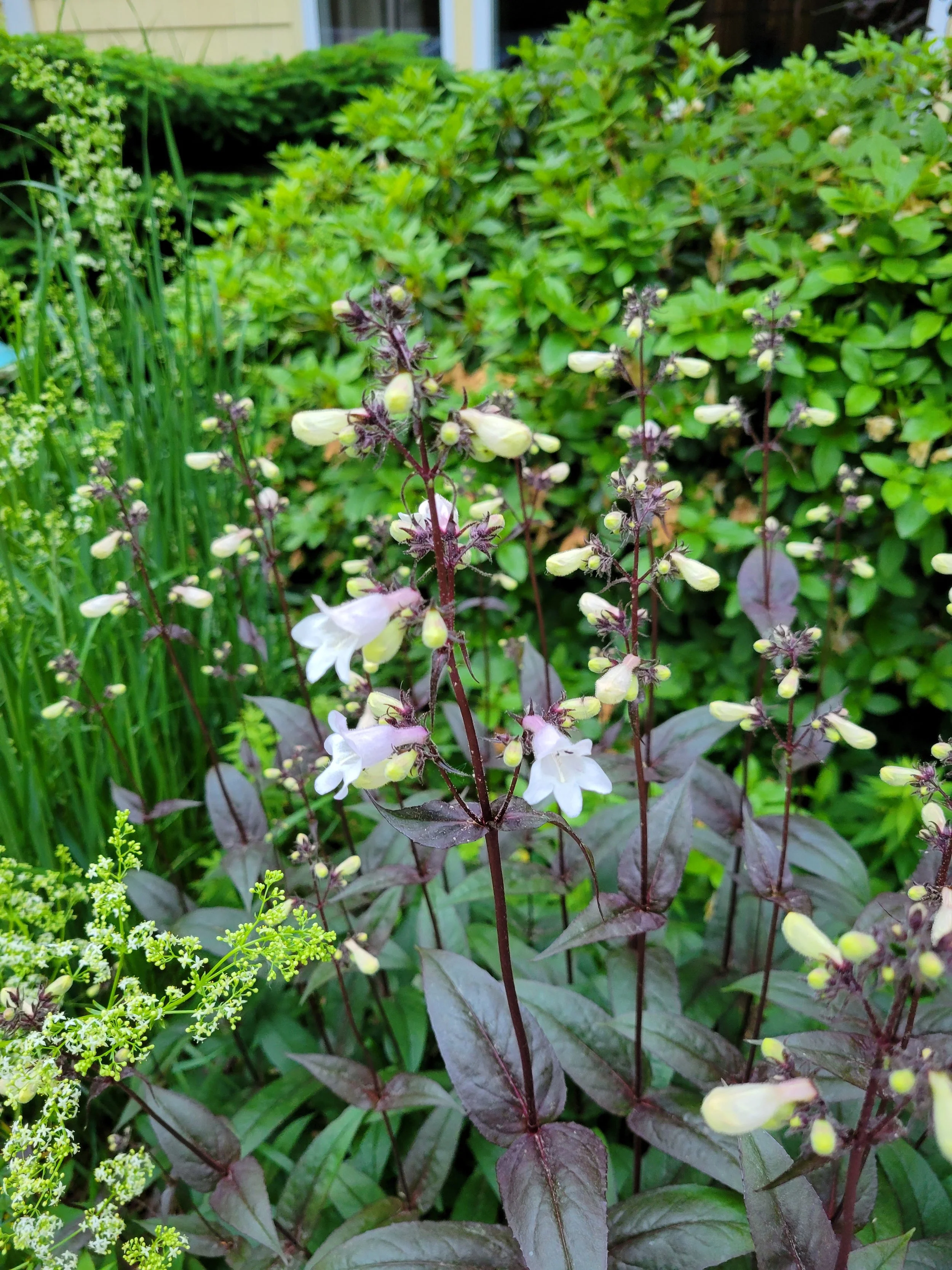 garden 60.jpg