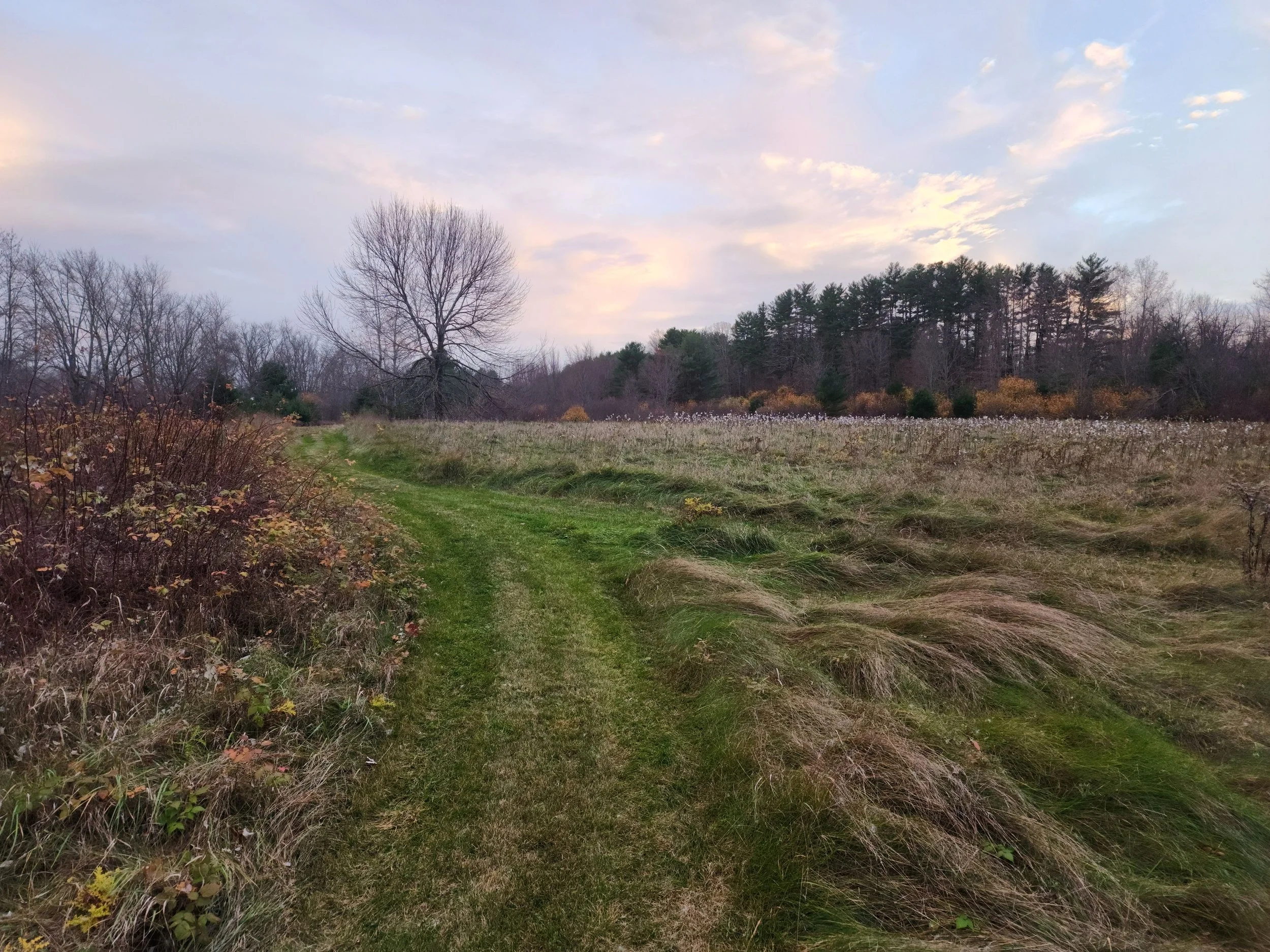 natural scapes 11low.jpg