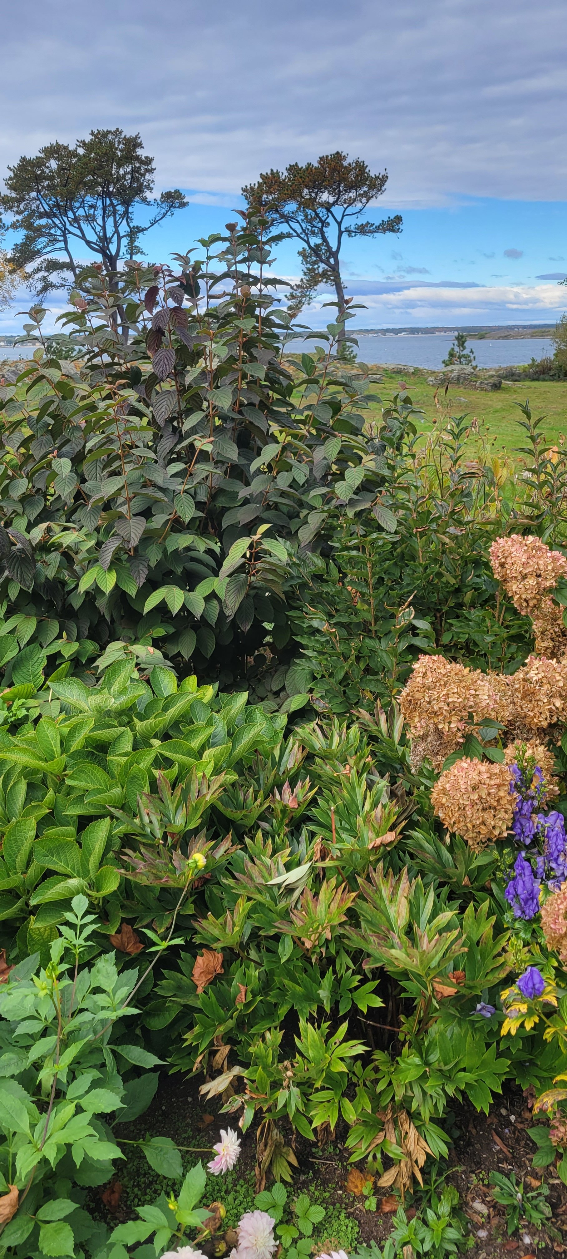 Fall garden 7.jpg