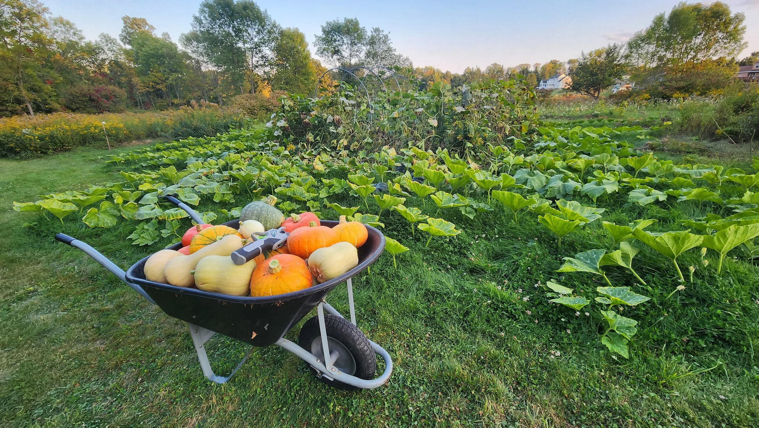 harvest 2.jpg