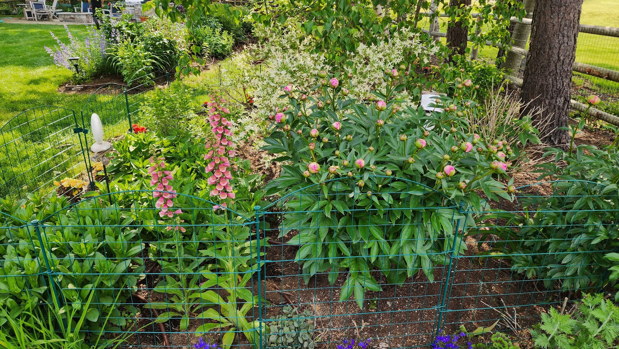 garden 32.jpg