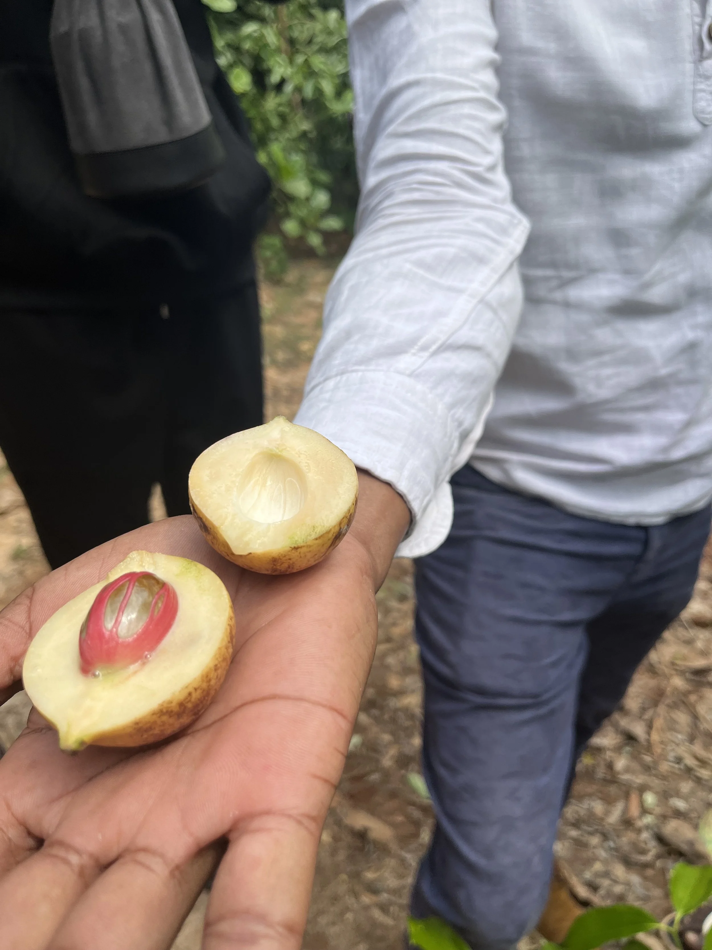 Fresh nutmeg opened by hand, revealing the aromatic seed during a spice tour