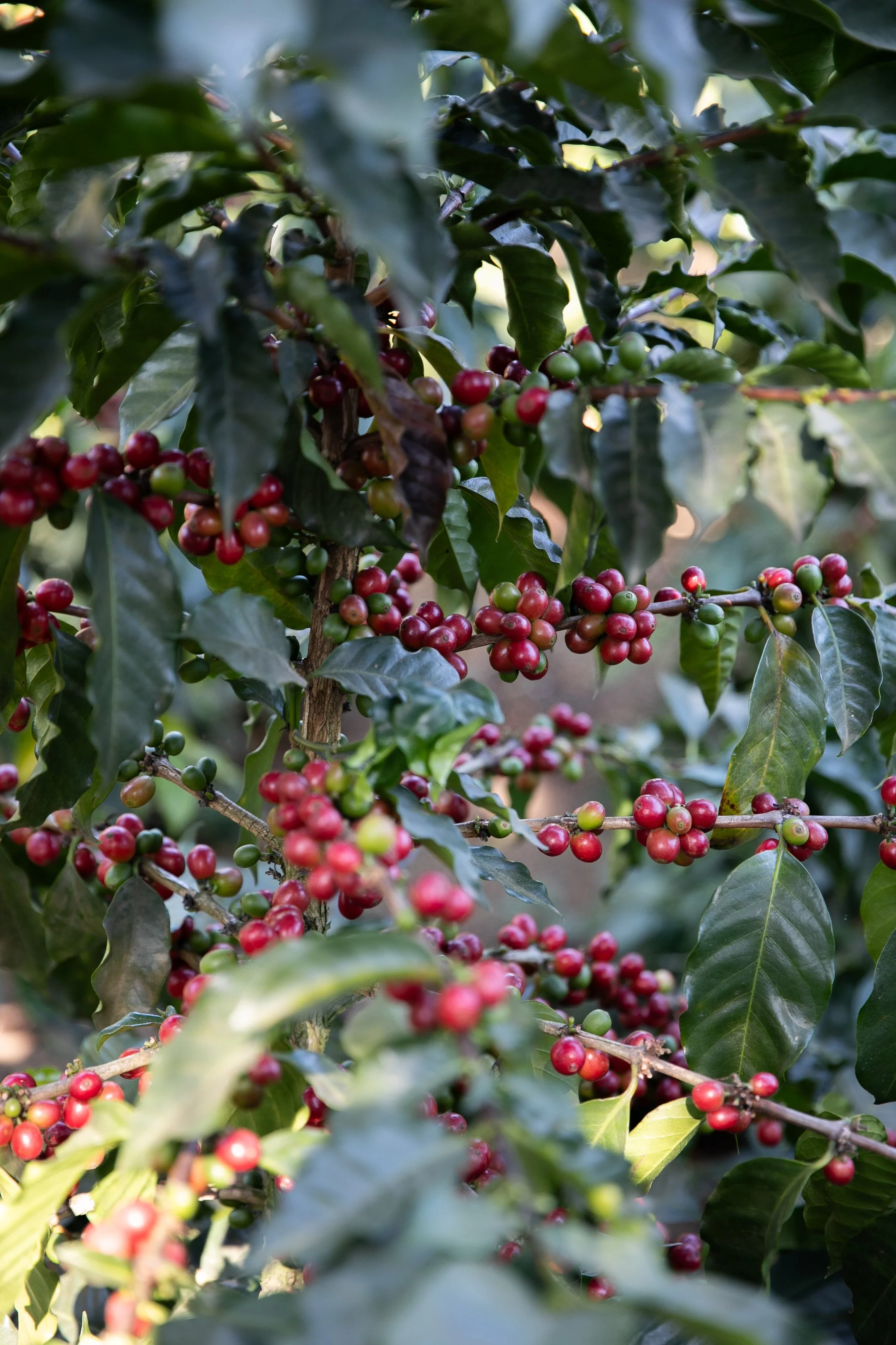 Close-up of a coffee plant with clusters of ripe red and unripe green coffee cherries among glossy green leaves.