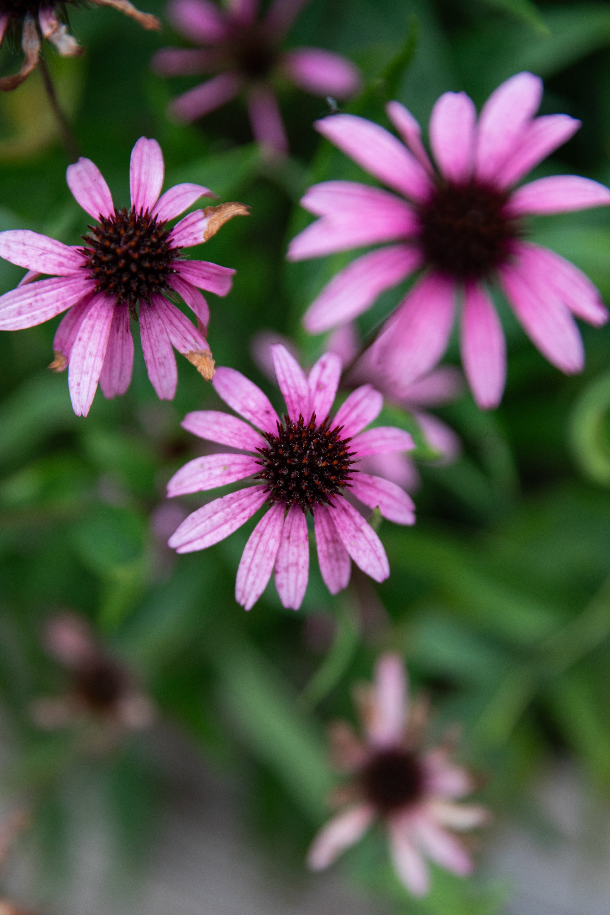 Close-up of pink and purple flowers with dark centers, surrounded by green leaves.