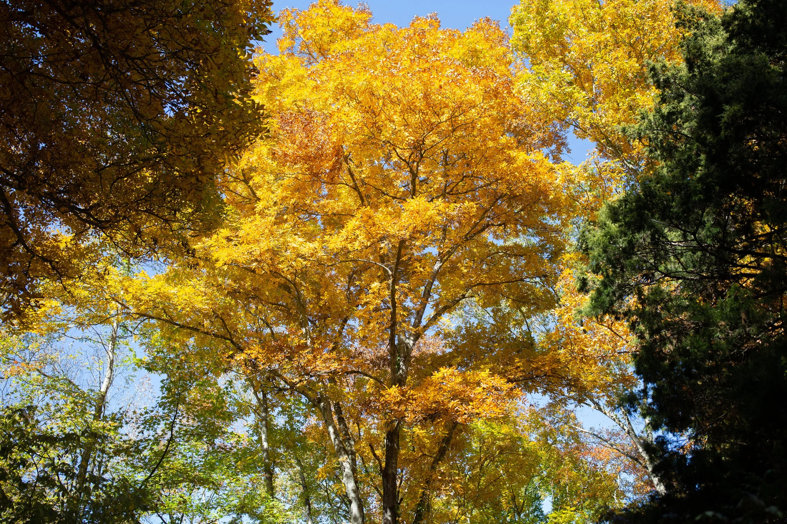 A view looking up at a bright blue sky through the canopy of trees with yellow, orange, and green leaves.