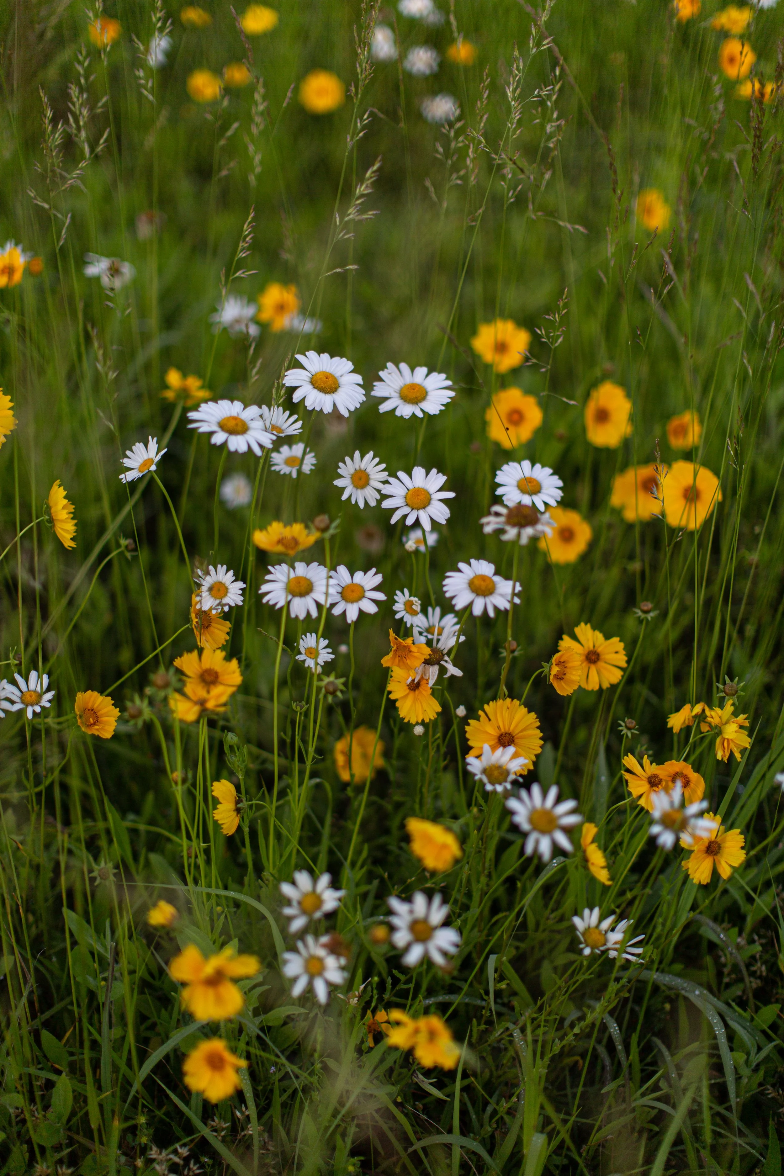 A field of wildflowers with white daisies and yellow blooms among green grass.