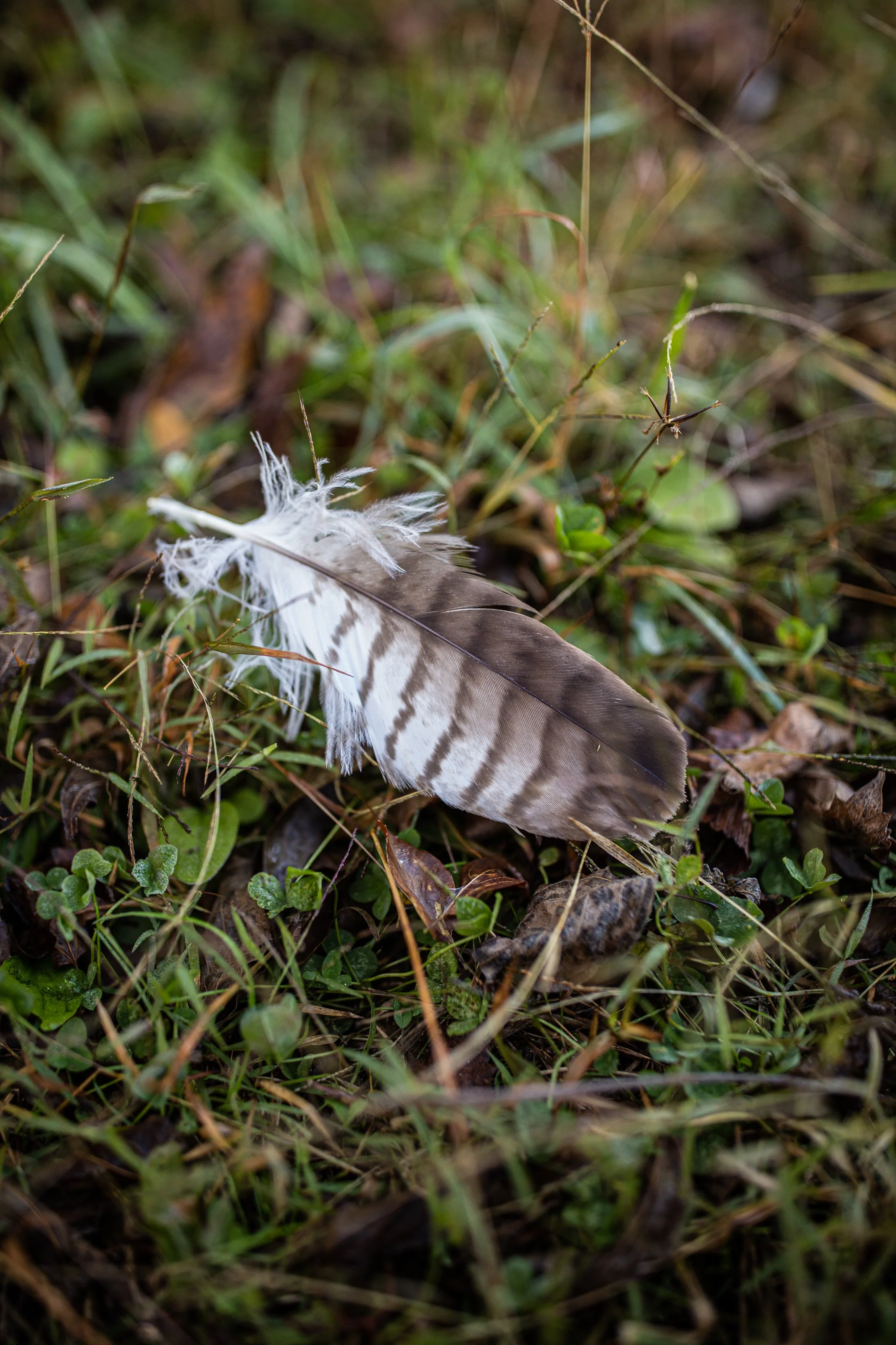 A white and brown striped feather lying on grass and fallen leaves.