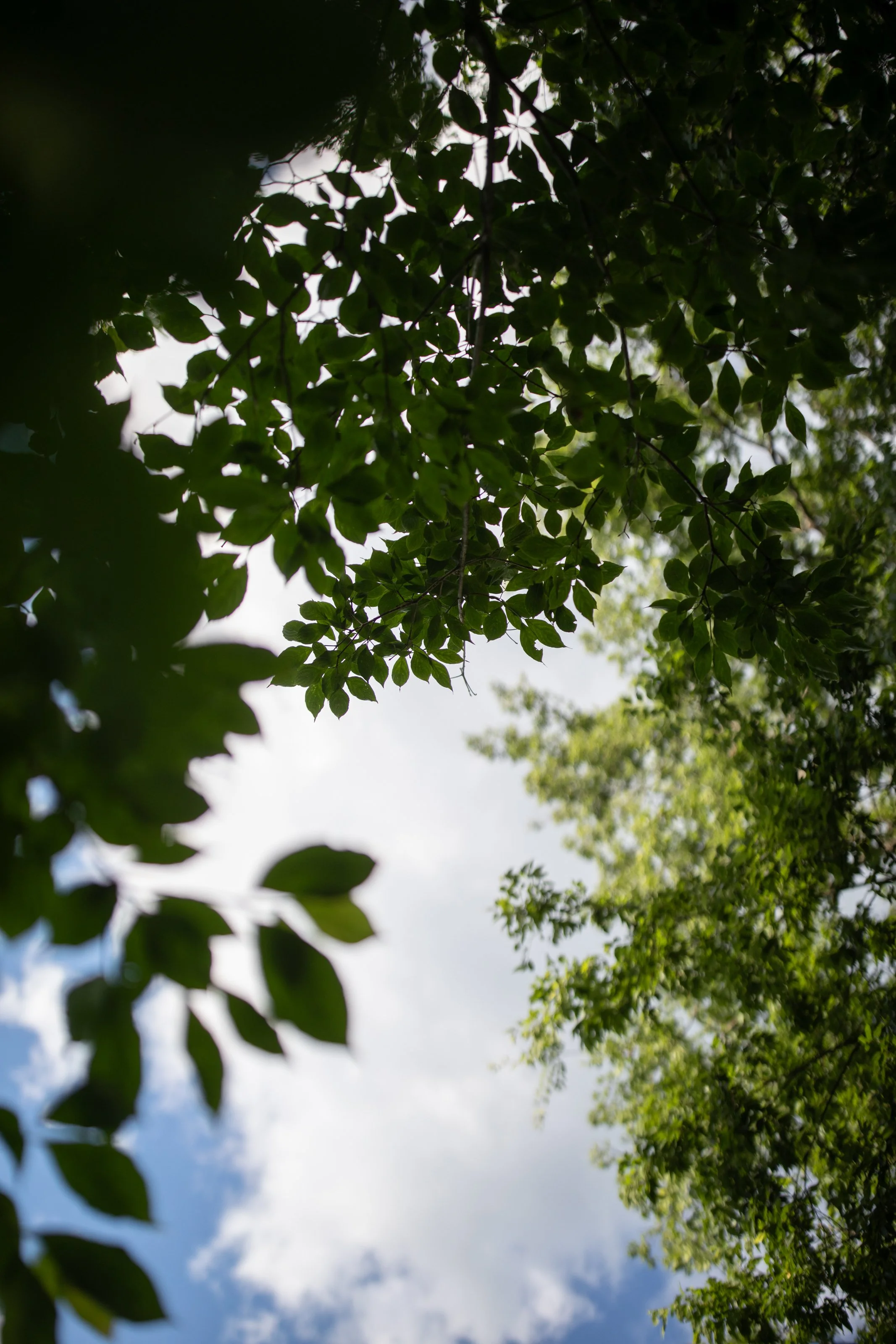 Looking up through tree branches and leaves towards the sky with clouds and sunlight.