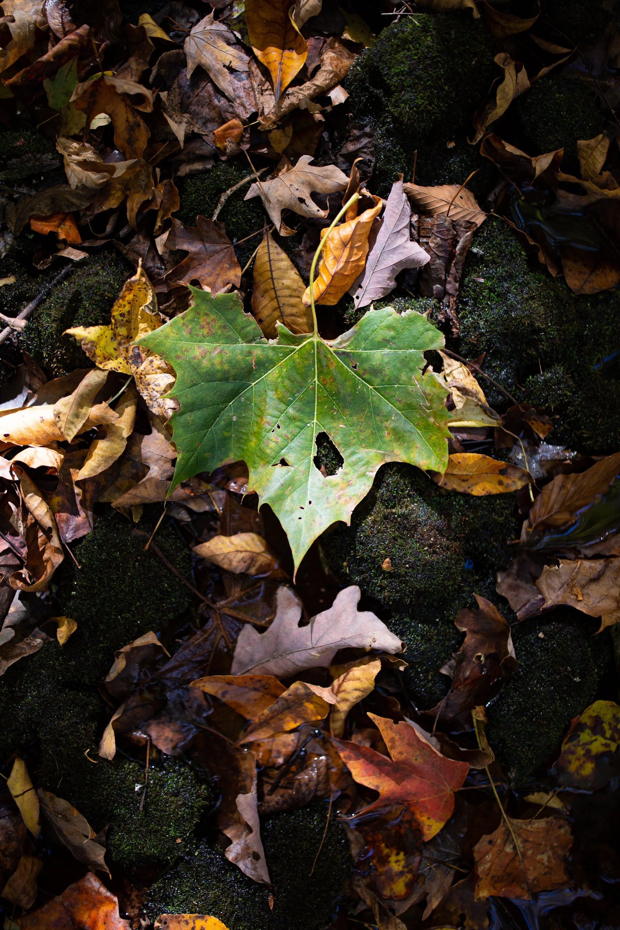 A close-up photo of fallen autumn leaves on a mossy patch of ground, with some leaves partially submerged in water.