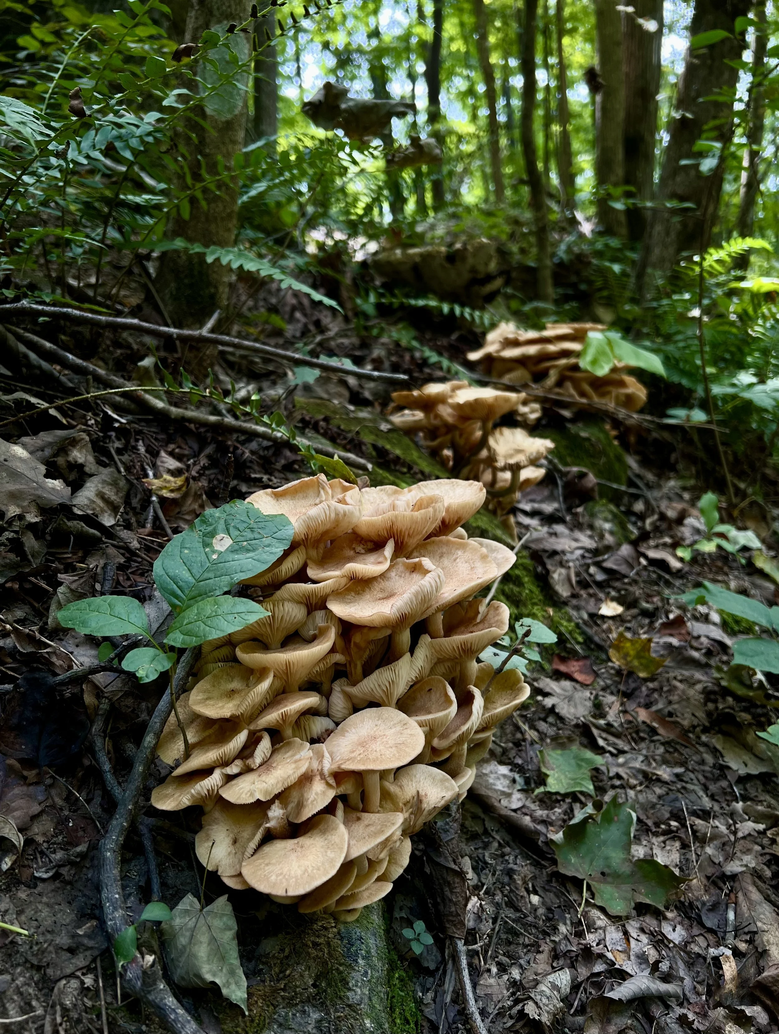Cluster of beige mushrooms growing on forest floor surrounded by green foliage and fallen leaves.