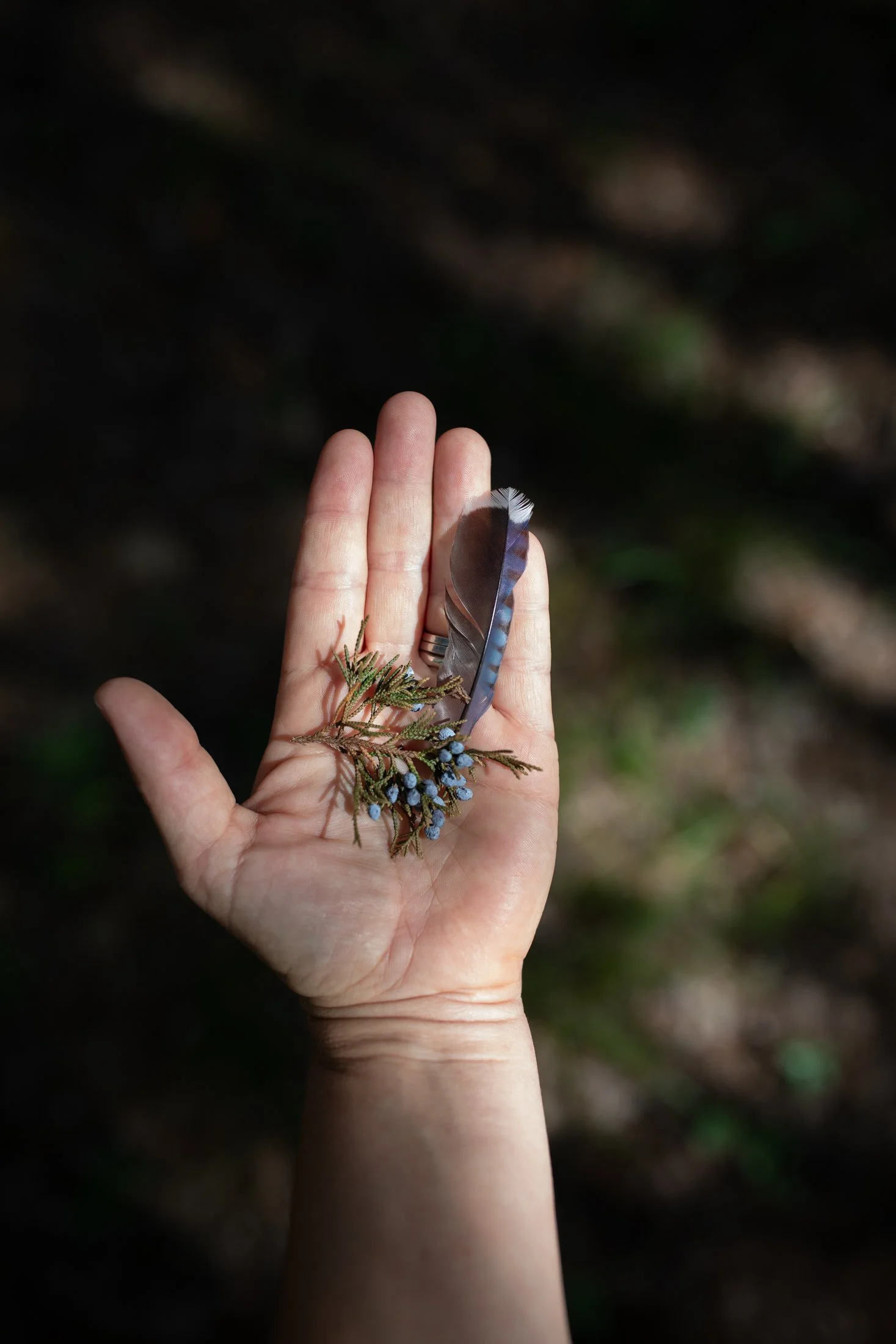 Close-up of a person's hand holding a small bundle of shrub branches with blue berries and a feather, set against a blurred outdoor background.