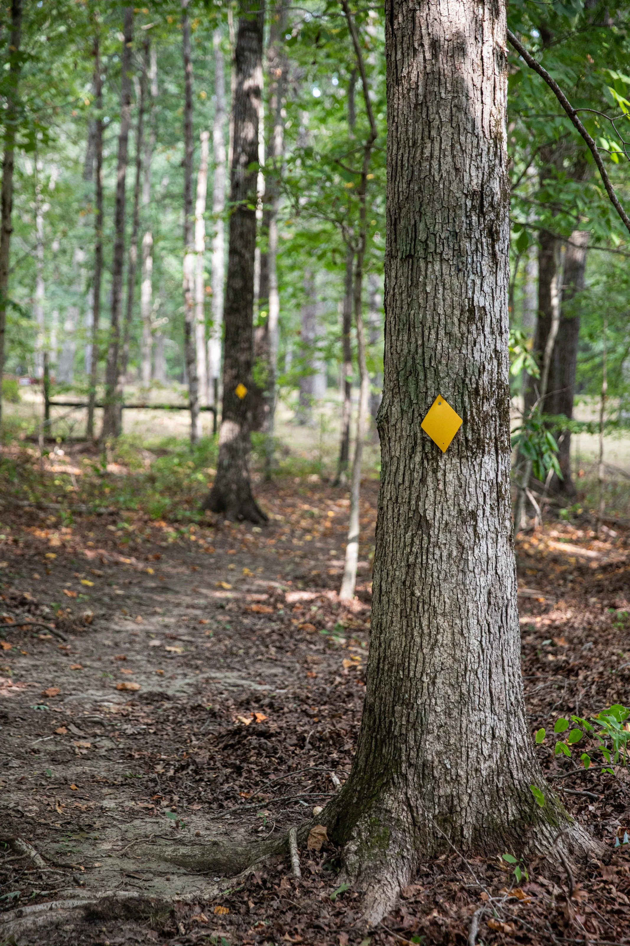 A close-up of a tree trunk with yellow marker tags in a wooded area with green leaves and a dirt path.
